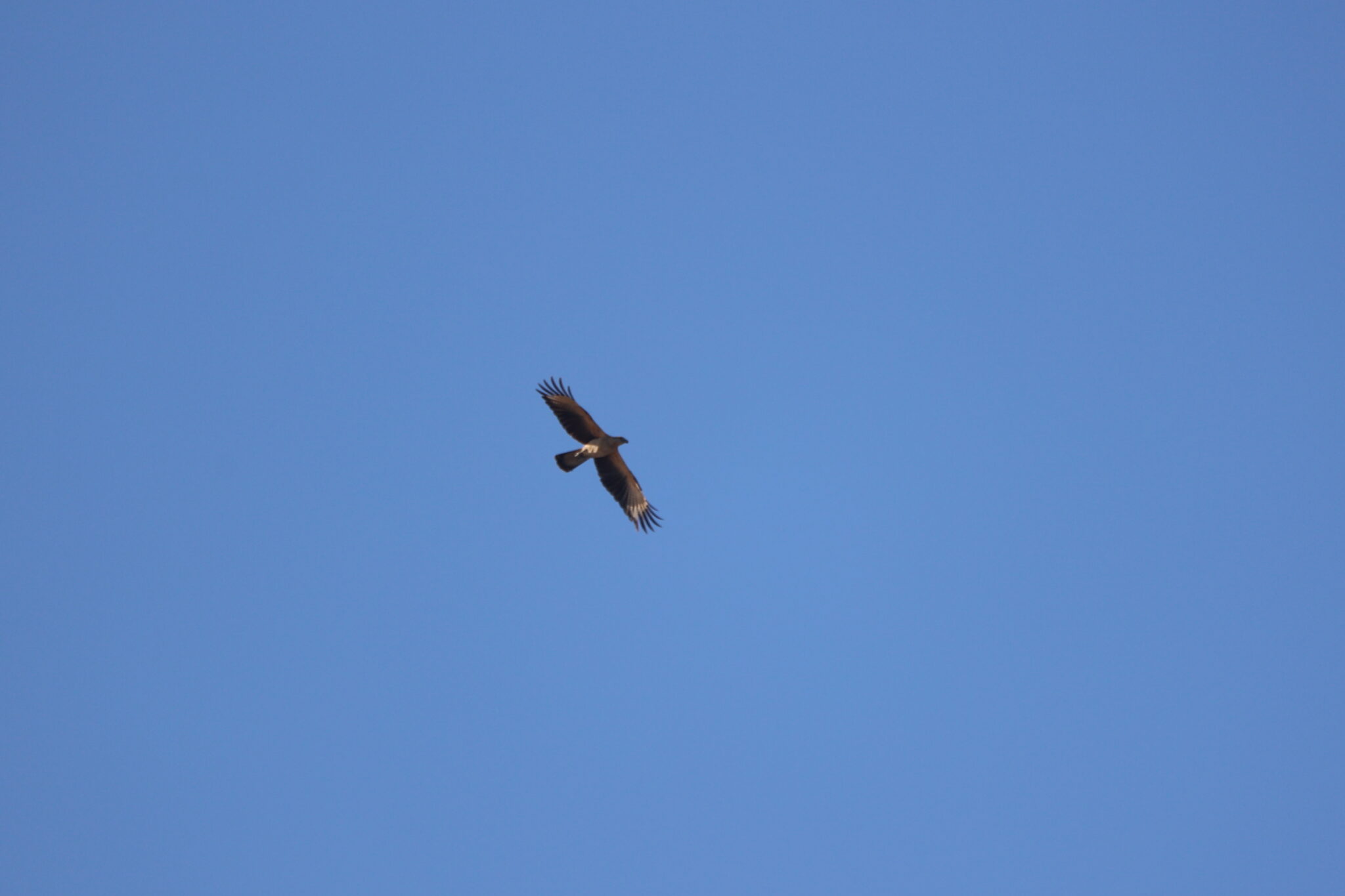 Eagle soars high, a majestic bird’s freedom | Natural Costa Rica