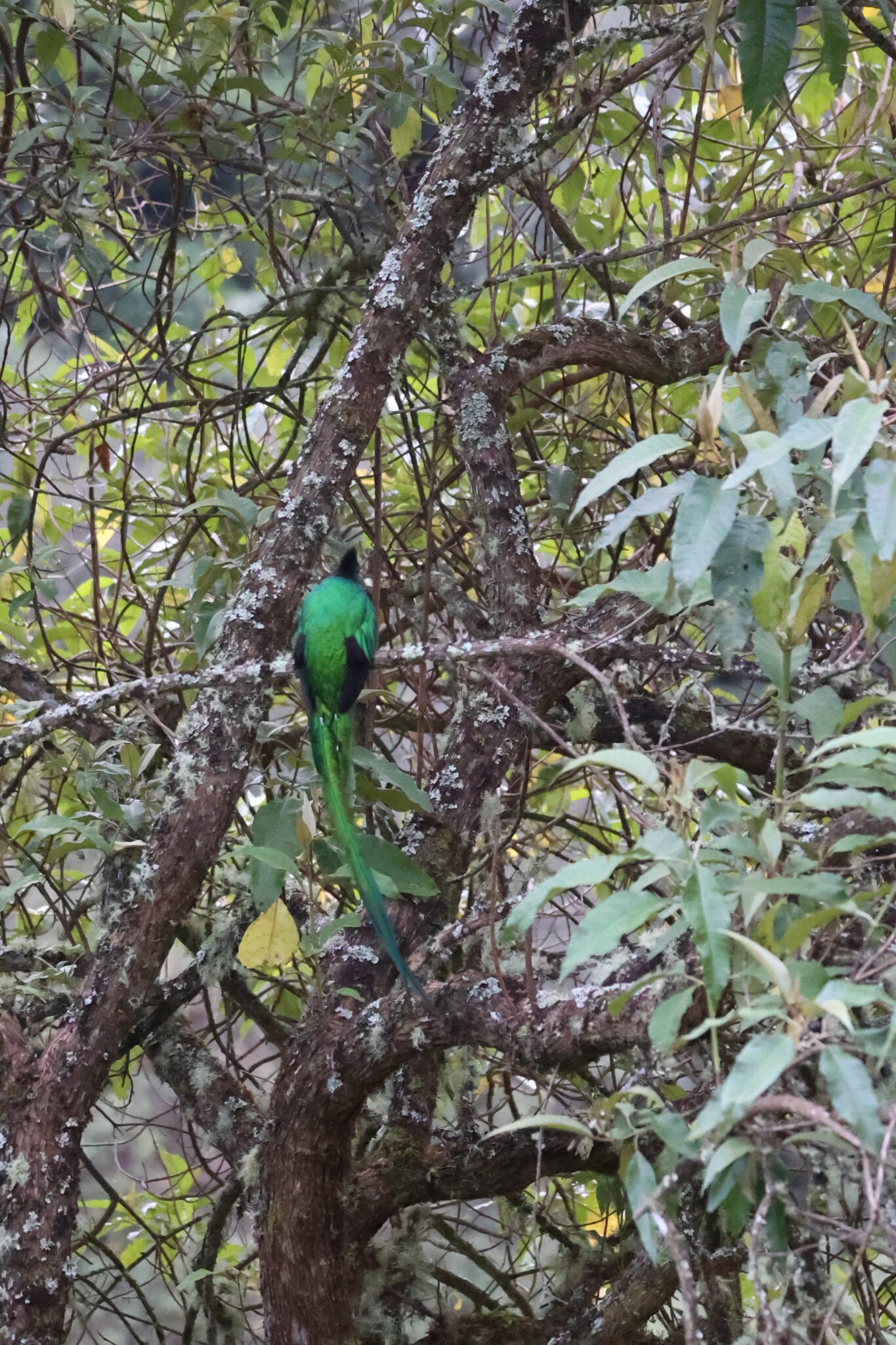 Resplendent Quetzal Foraging Among Branches in Central America in San Gerardo de Dota | Natural Costa Rica