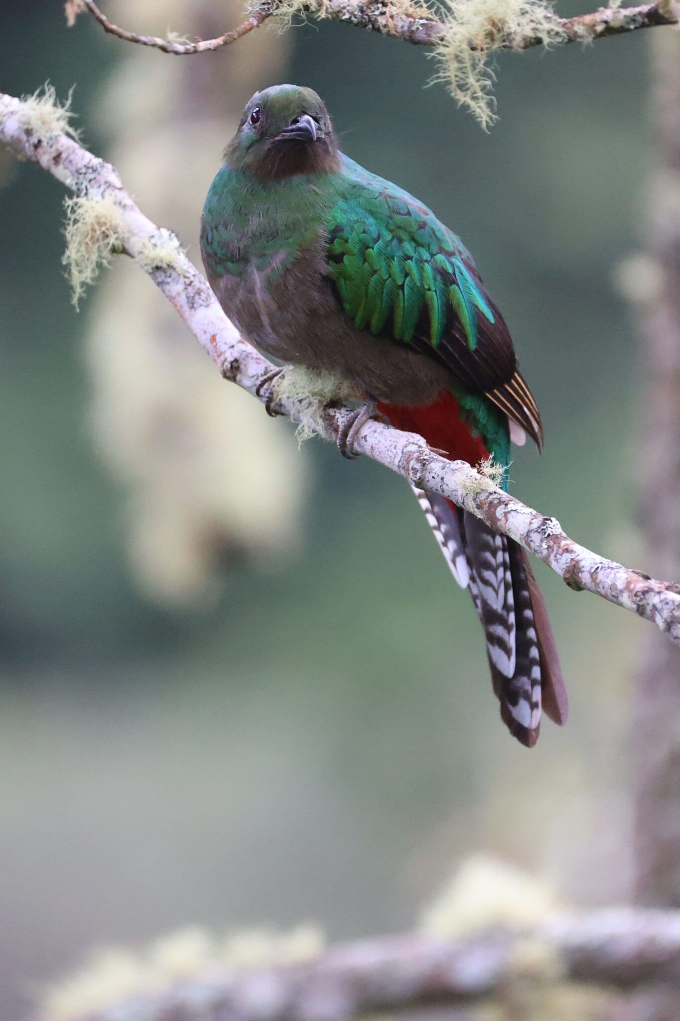 Splendid Turquoise-Quetzal bird resting on a branch in San Gerardo de Dota | Natural Costa Rica