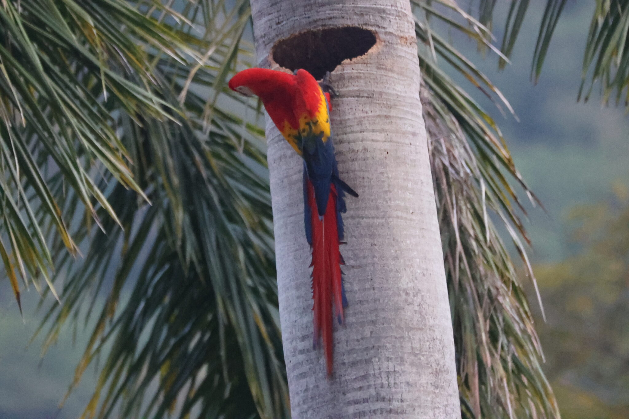 Scarlet Macaw Nesting in Palm Tree in Nicoya Peninsula | Natural Costa Rica