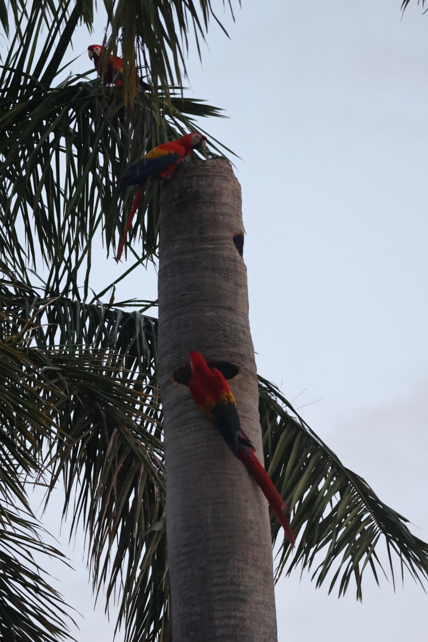 Scarlet macaws nesting in a palm tree in Nicoya Peninsula | Natural Costa Rica