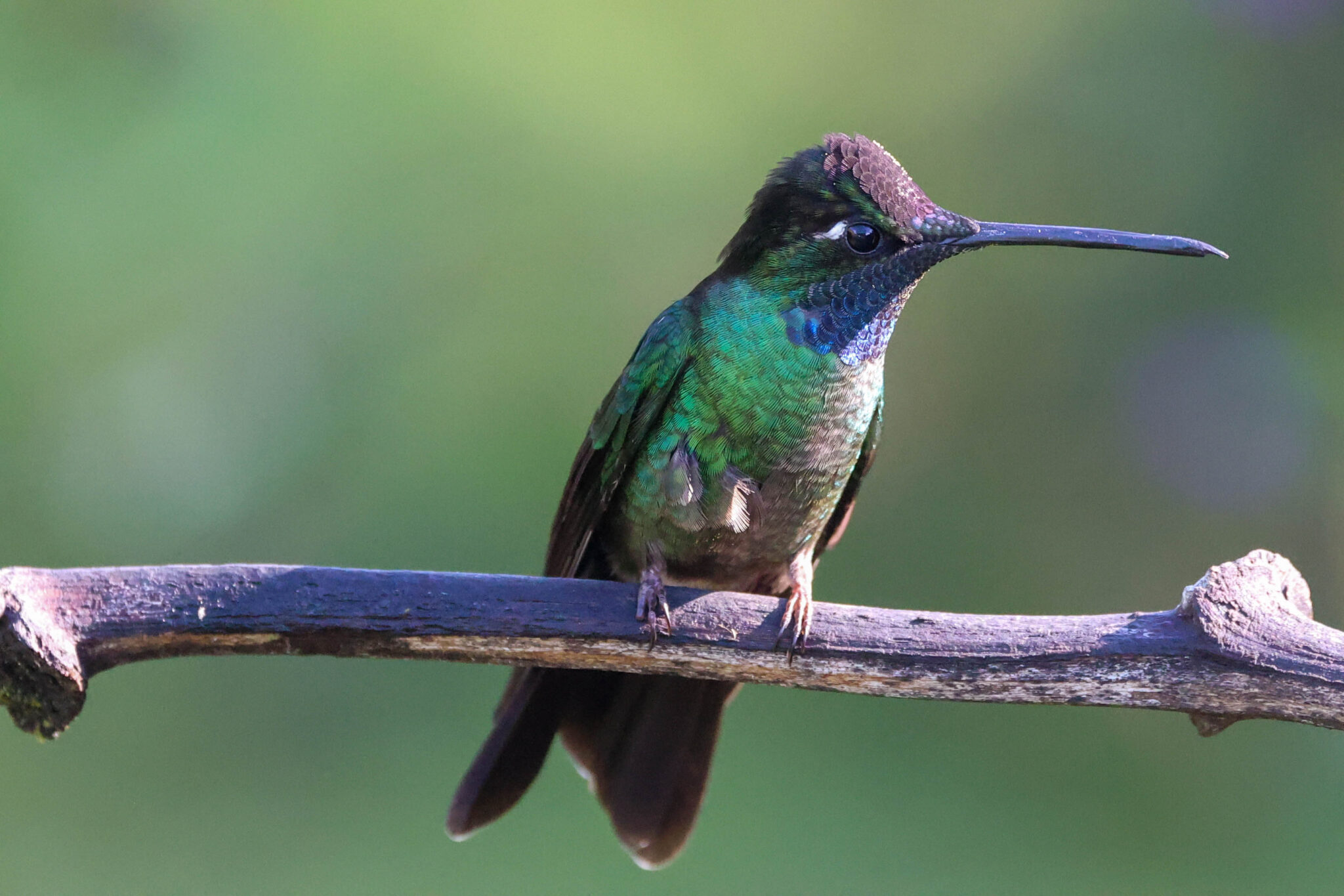 Emerald Hummingbird Perched on a Branch in San Gerardo de Dota | Natural Costa Rica