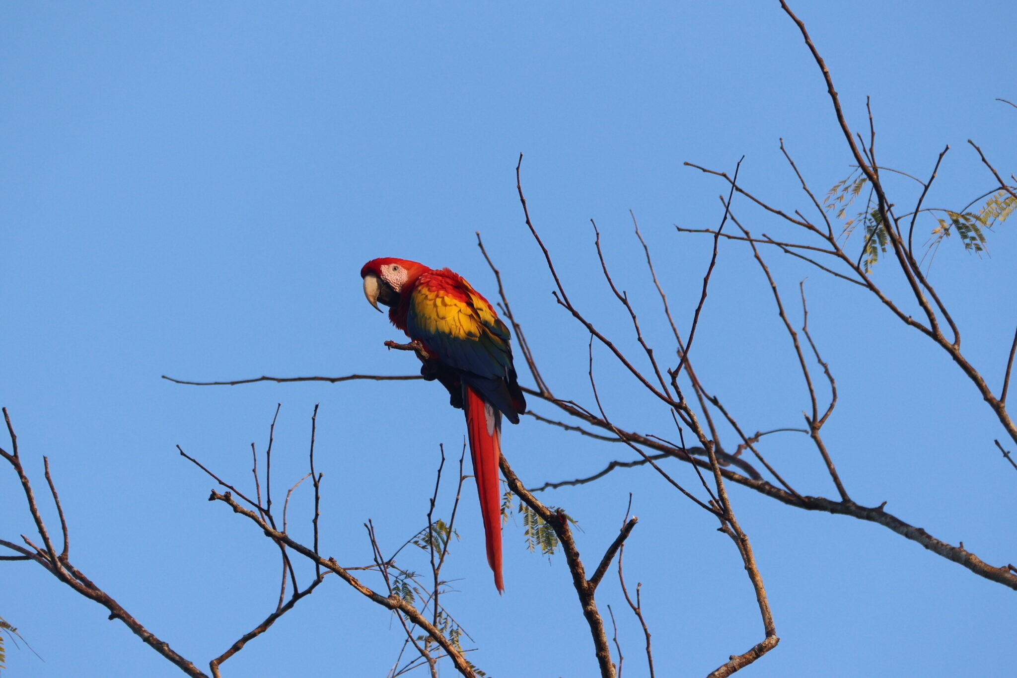 Scarlet Macaw perched in a tree against sky. in Nicoya Peninsula | Natural Costa Rica