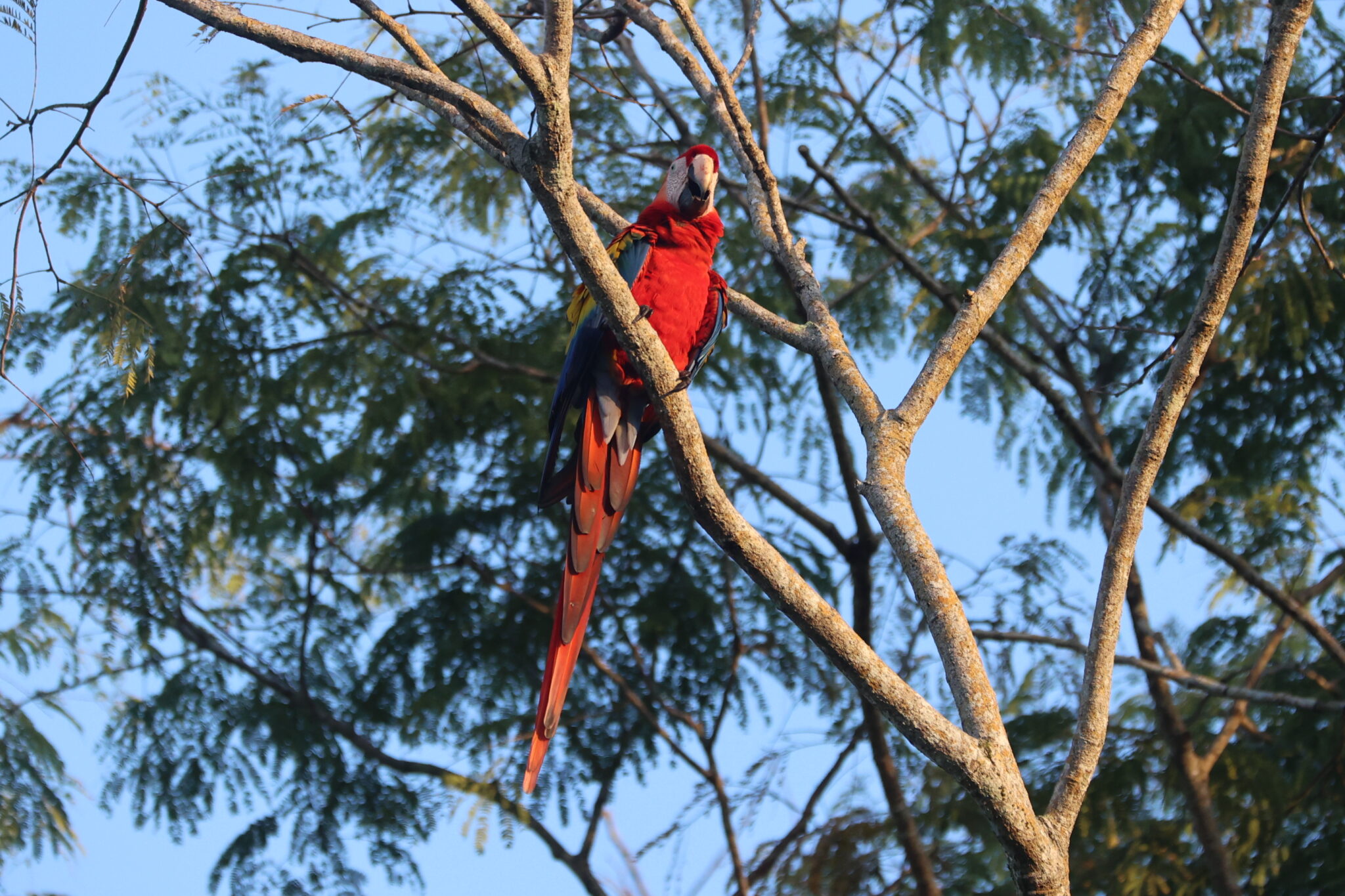 Scarlet Macaw perched in tree, vivid colors in Nicoya Peninsula | Natural Costa Rica
