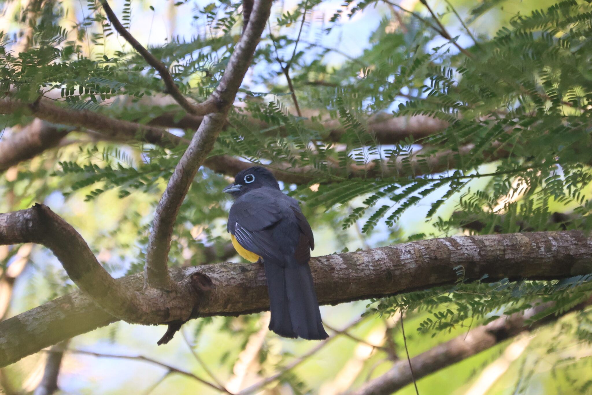 Black-headed Trogon perched in lush green tree in San Gerardo de Dota | Natural Costa Rica