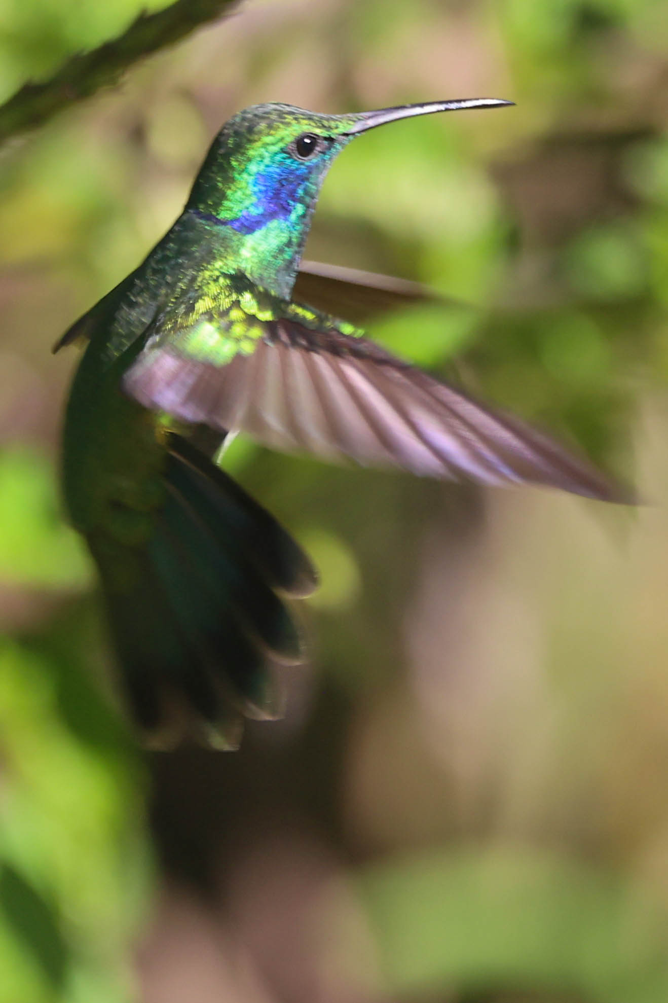 Emerald Hummingbird in Flight, Vibrant Greens and Blues in San Gerardo de Dota | Natural Costa Rica