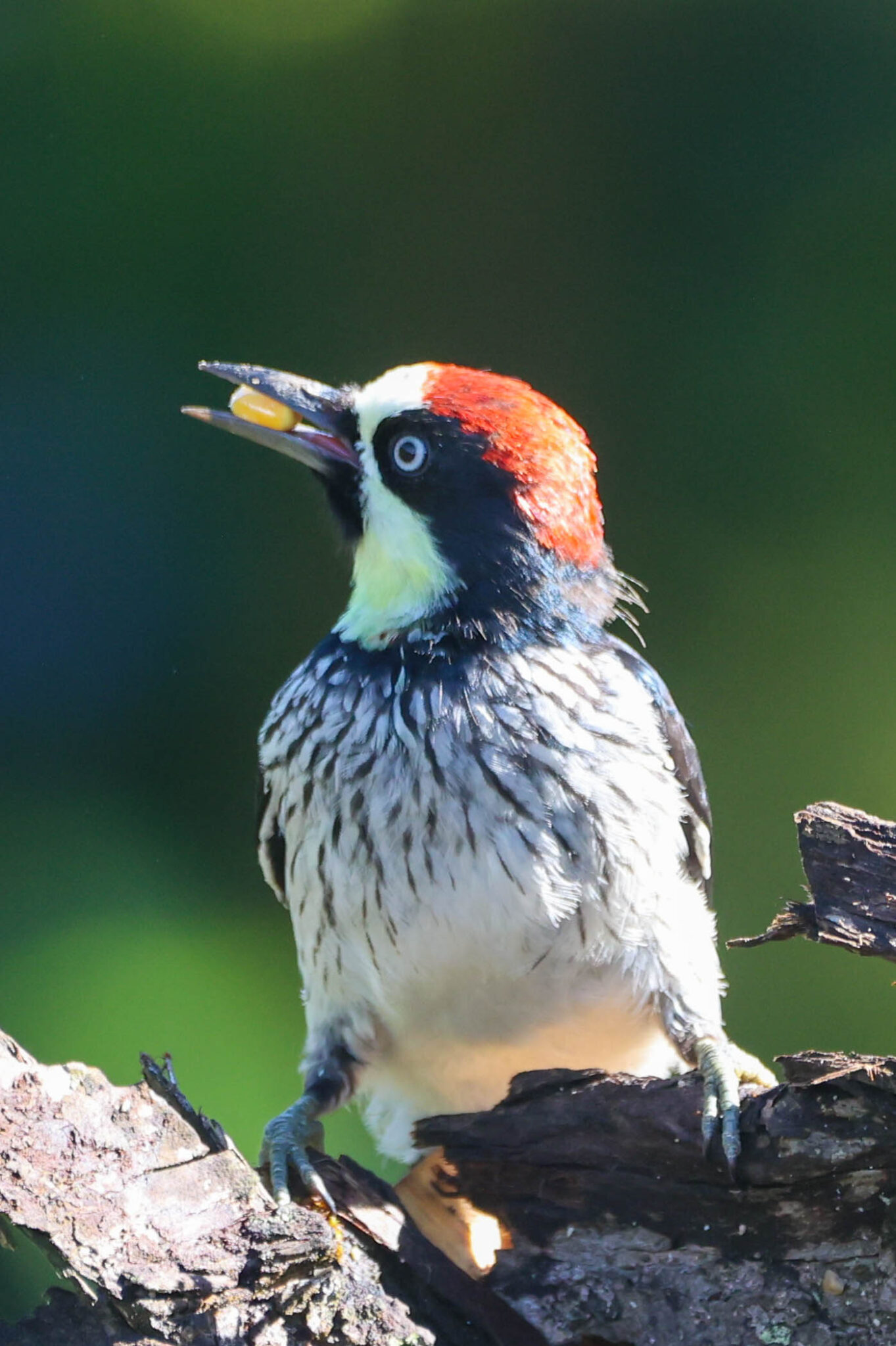 Acorn Woodpecker Portrait with Food in Beak | Natural Costa Rica