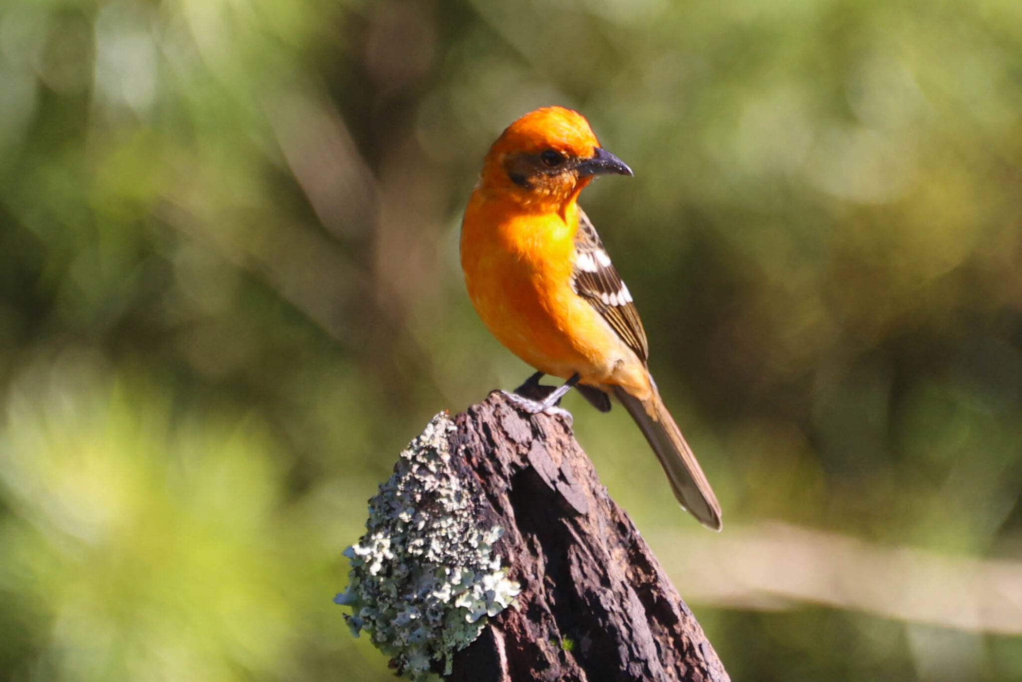 Vibrant Orange Bird Perched on a Branch | Natural Costa Rica