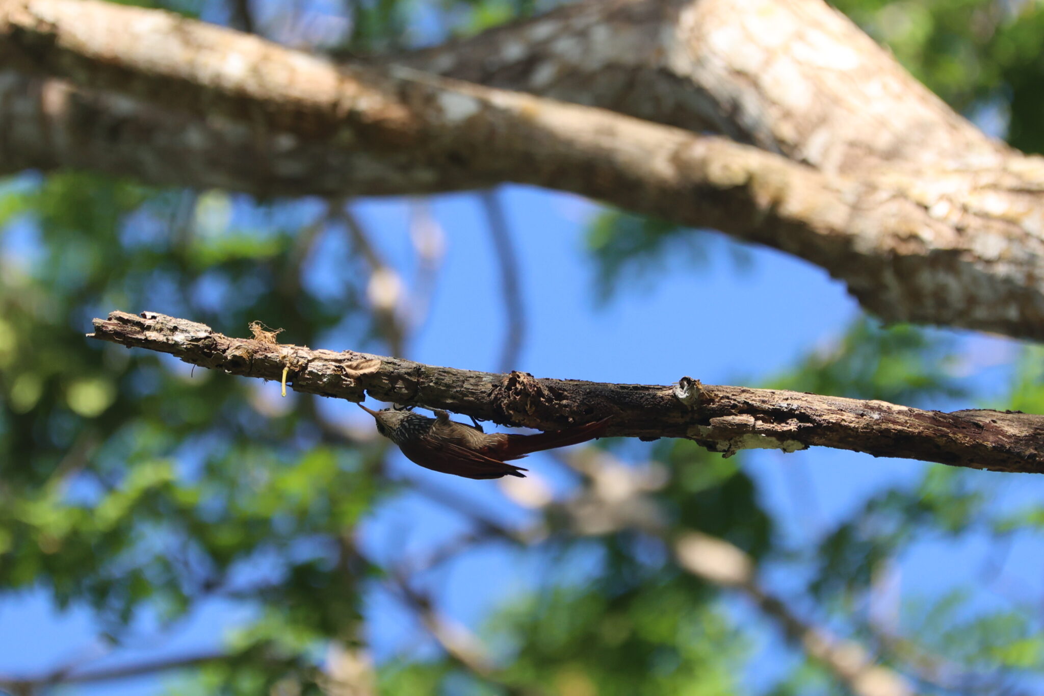 Bird foraging on a branch in nature | Natural Costa Rica