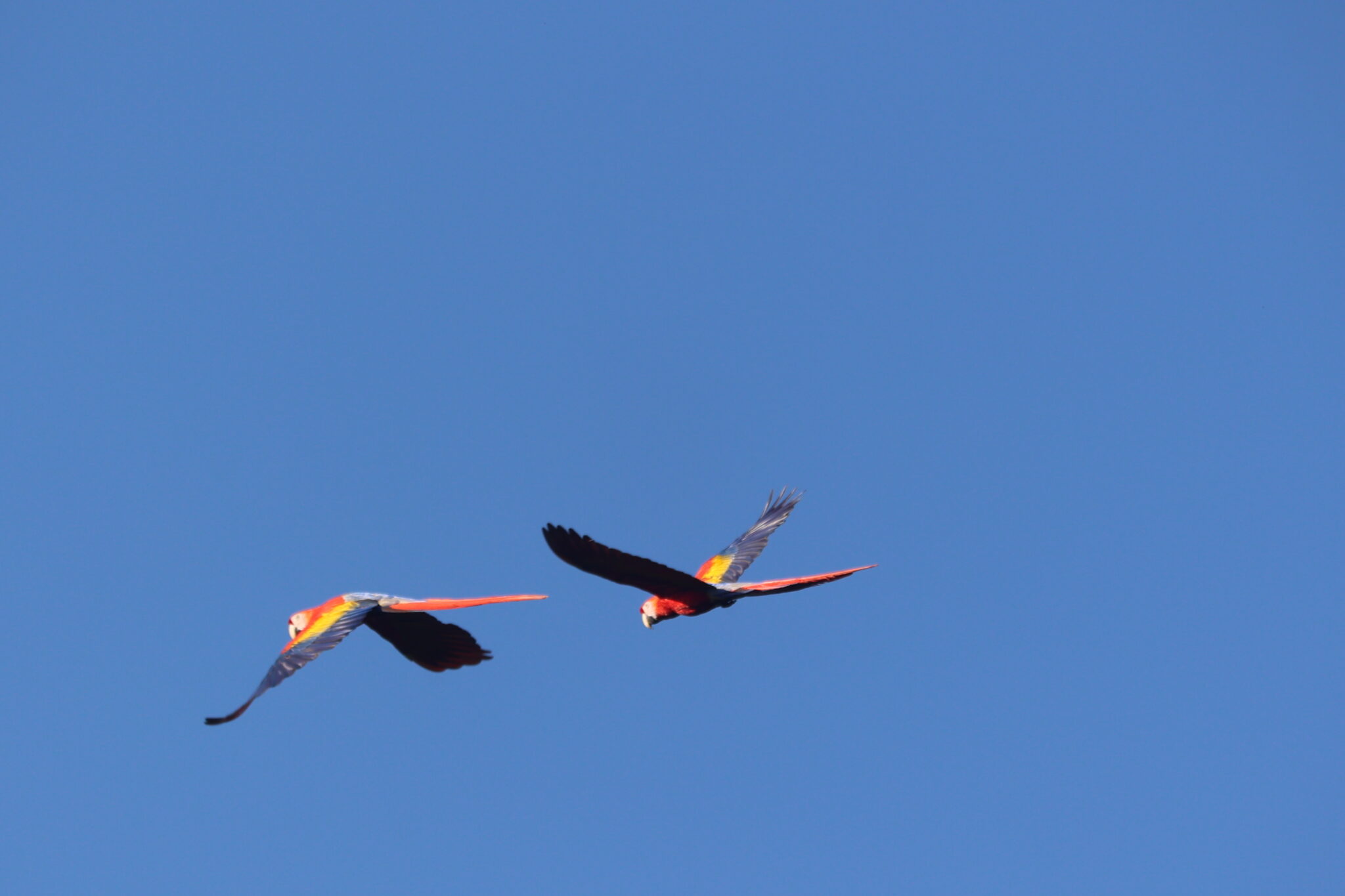 Scarlet Macaws soaring through clear blue sky in Nicoya Peninsula | Natural Costa Rica