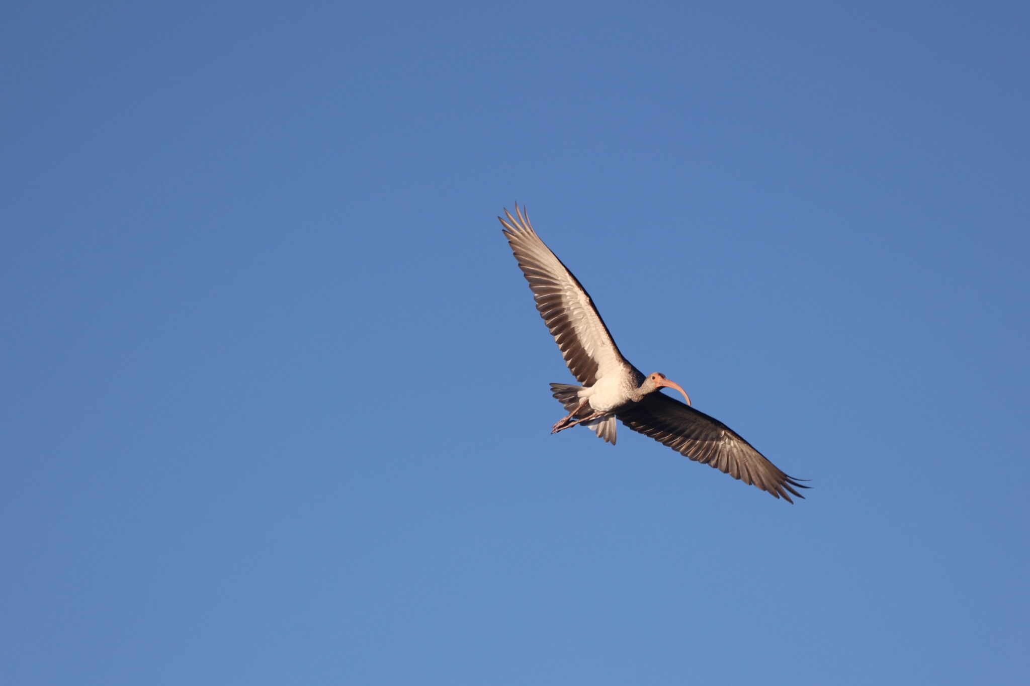 White-faced Ibis soaring across the expansive blue sky | Natural Costa Rica