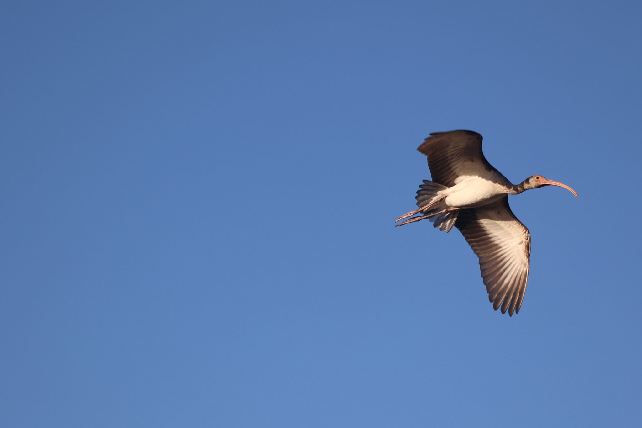 White-faced Ibis soars high in cloudless blue sky | Natural Costa Rica