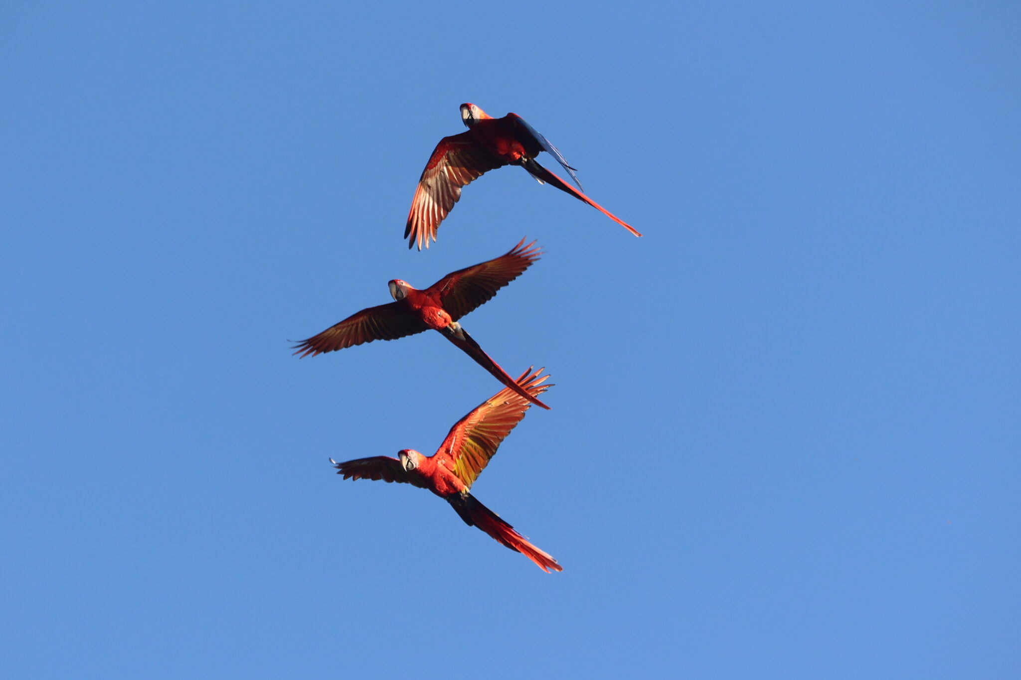 Scarlet Macaws soar against clear blue sky in Nicoya Peninsula | Natural Costa Rica