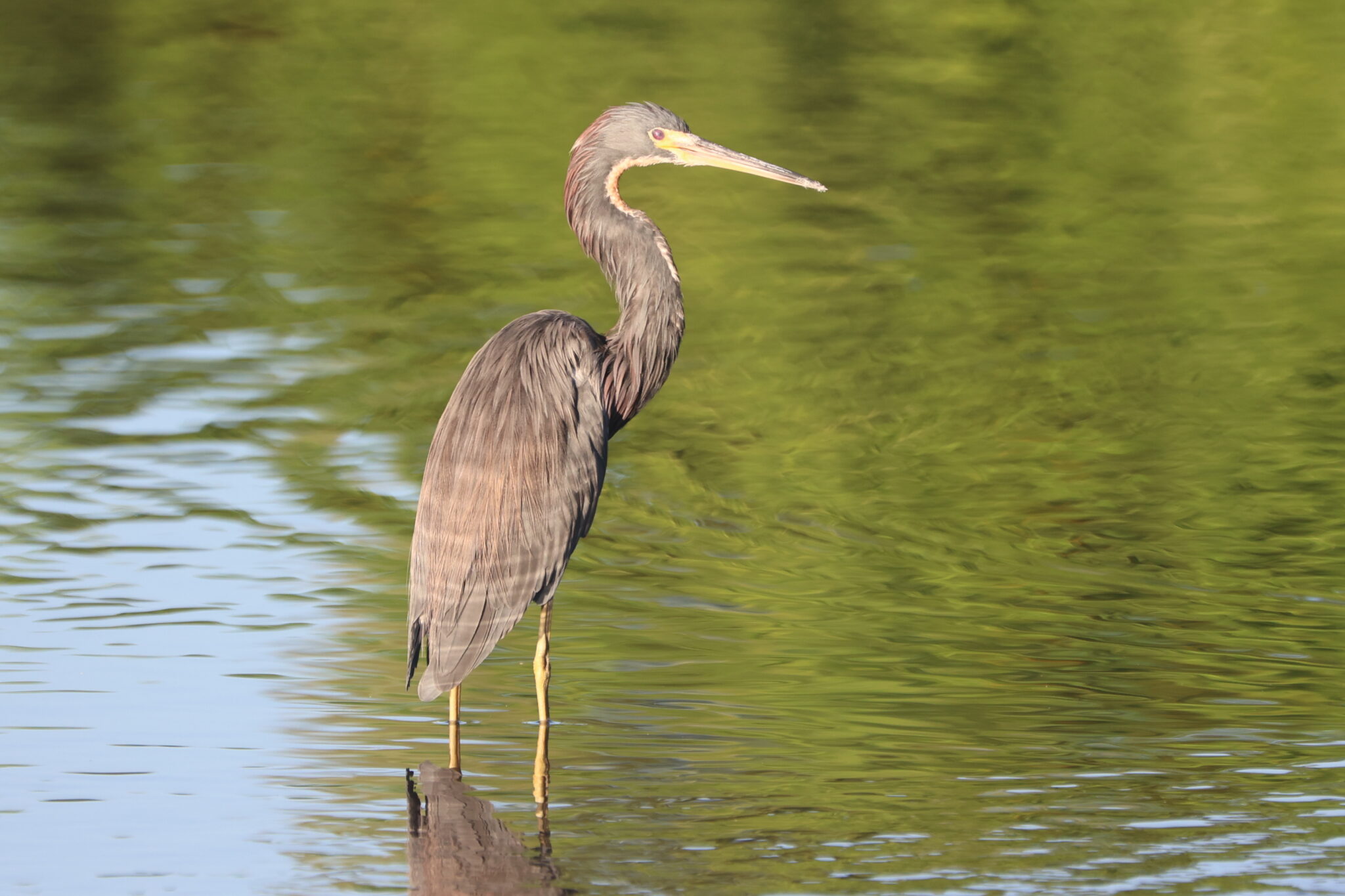 Tricolored Heron Hunting in the Marsh | Natural Costa Rica