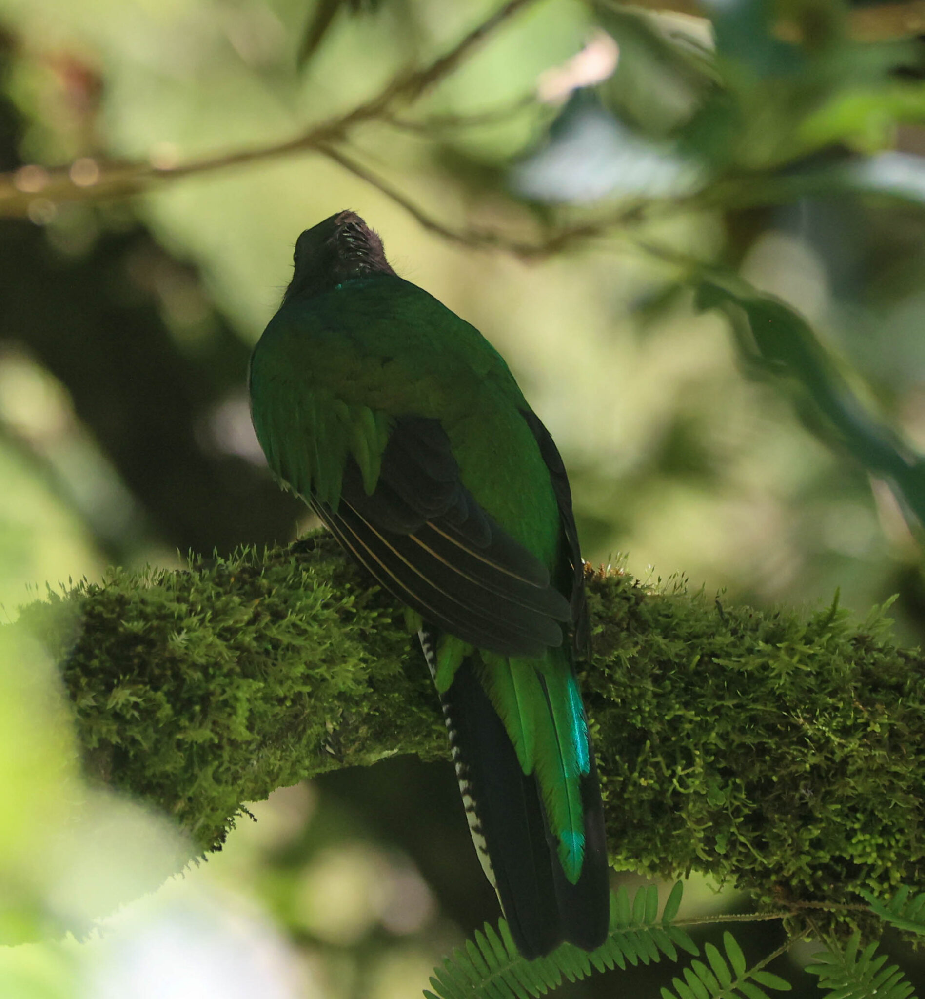 Resplendent Quetzal Resting on Mossy Branch in San Gerardo de Dota | Natural Costa Rica