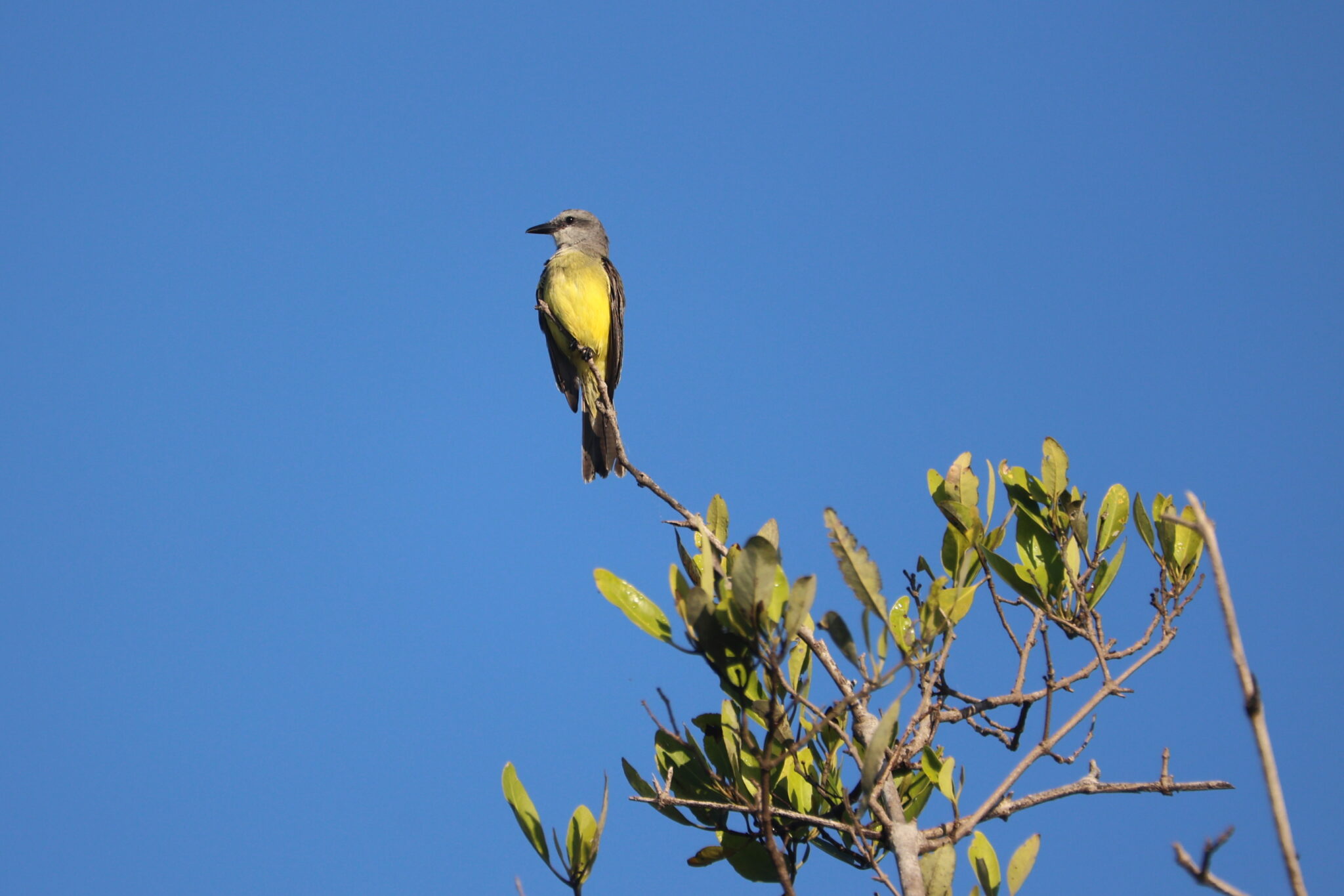 Tropical Kingbird perched against a clear blue sky. | Natural Costa Rica