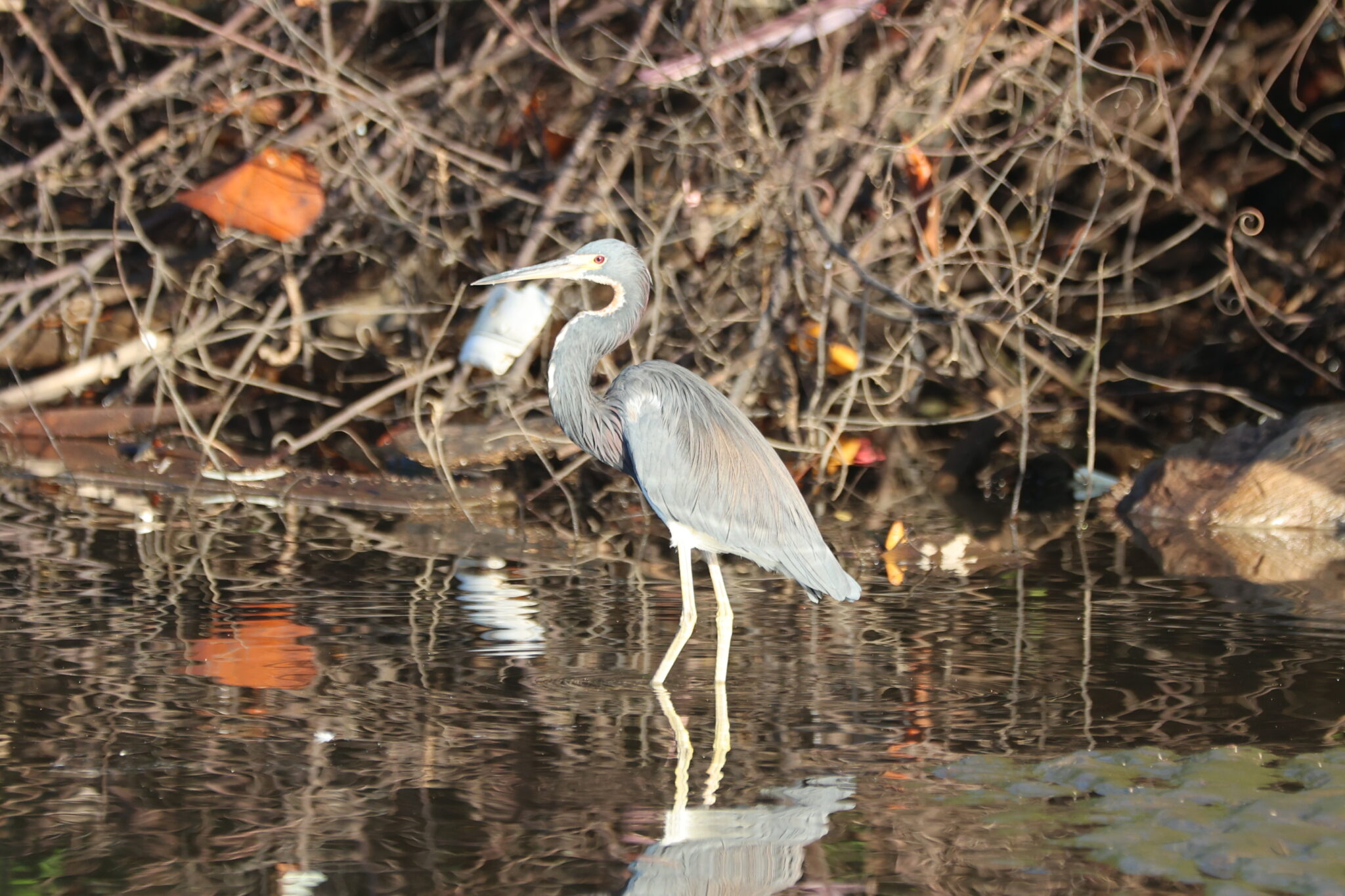 Tricolored Heron Wading in Murky Water | Natural Costa Rica