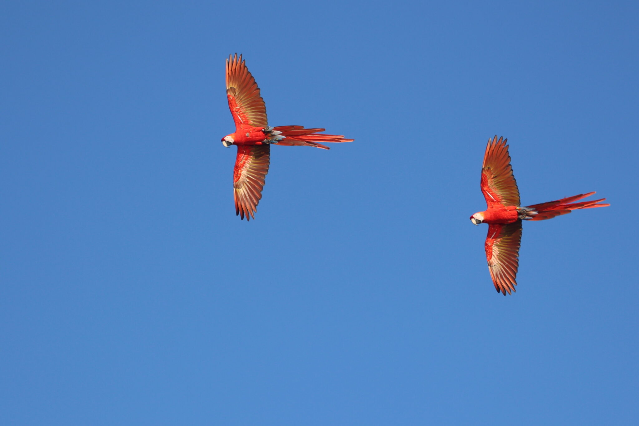 Scarlet Macaws soar against a brilliant blue sky in Nicoya Peninsula | Natural Costa Rica
