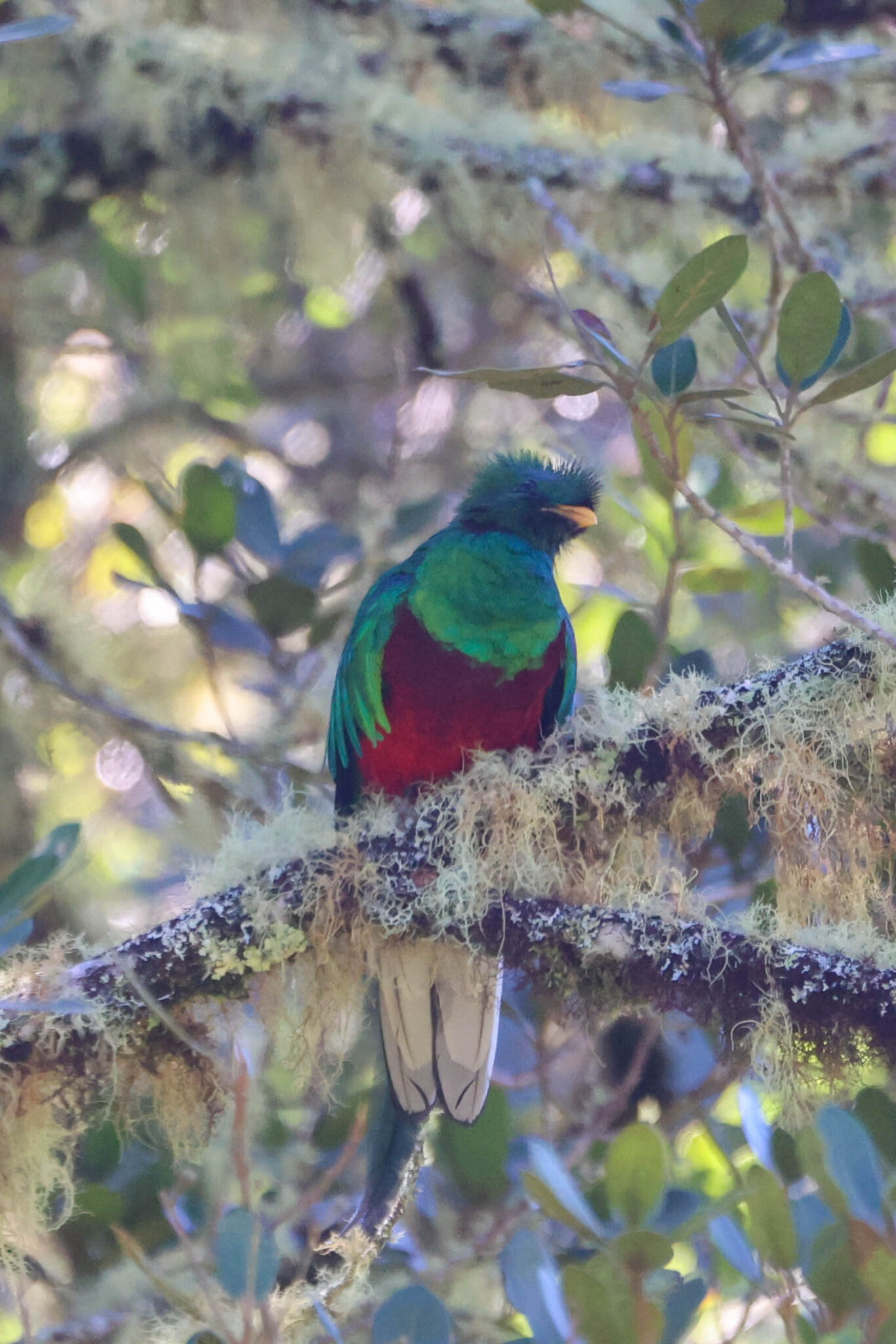 Resplendent Quetzal bird perched in a tree in San Gerardo de Dota | Natural Costa Rica