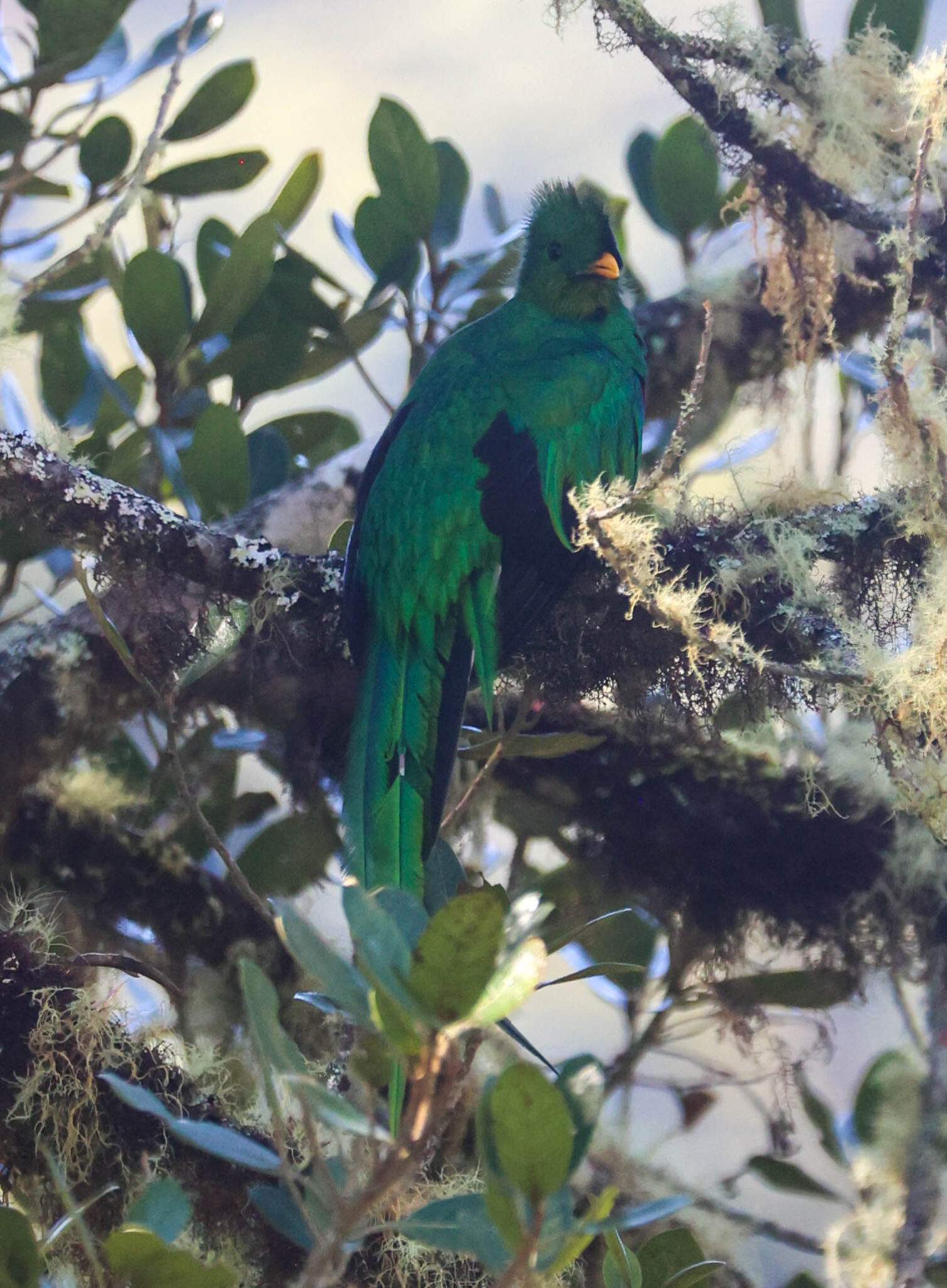 Resplendent Quetzal Perched in Mossy Tree in San Gerardo de Dota | Natural Costa Rica