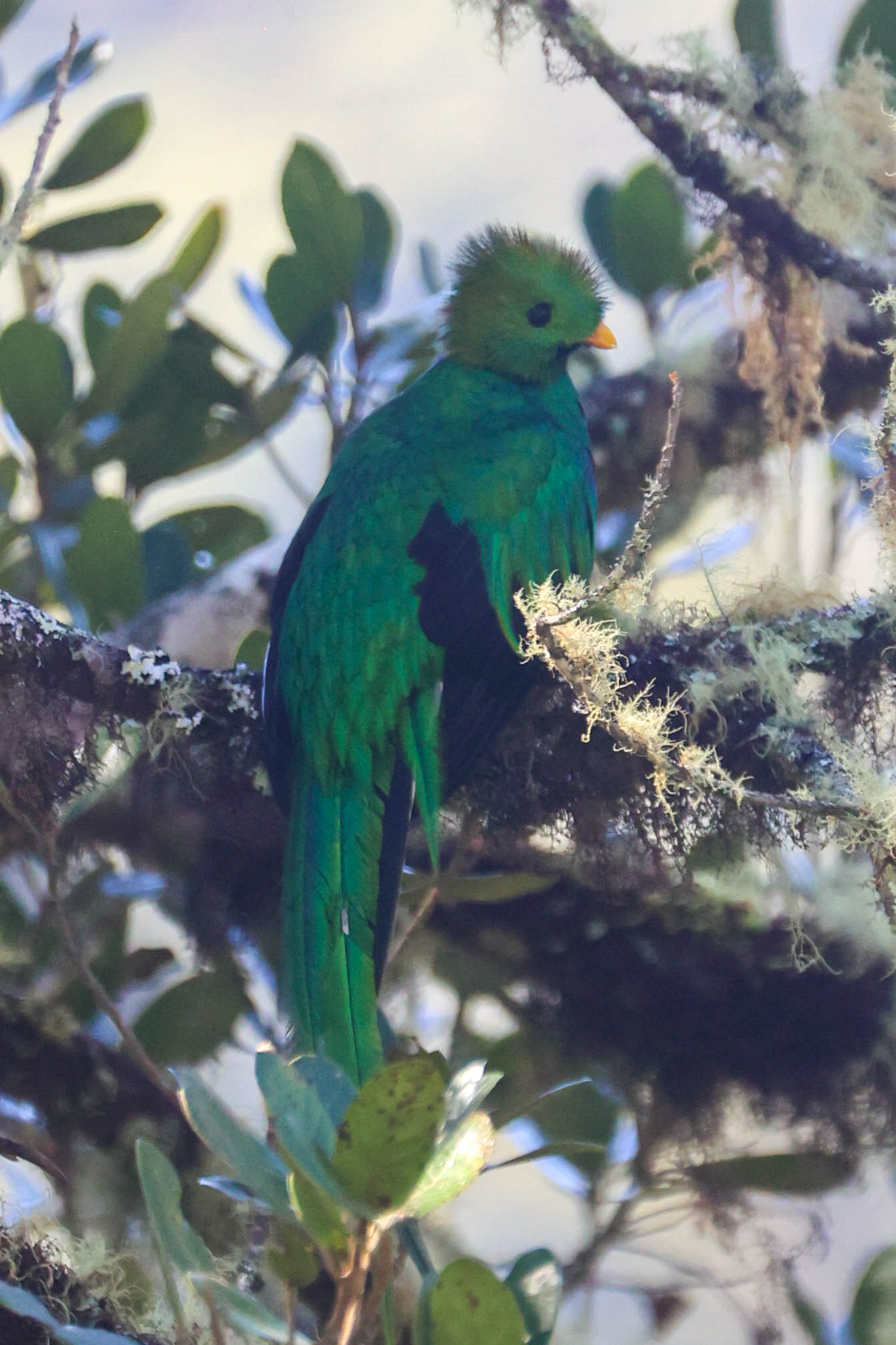 Resplendent Quetzal Bird Perched Among Cloud Forest Canopy in San Gerardo de Dota | Natural Costa Rica