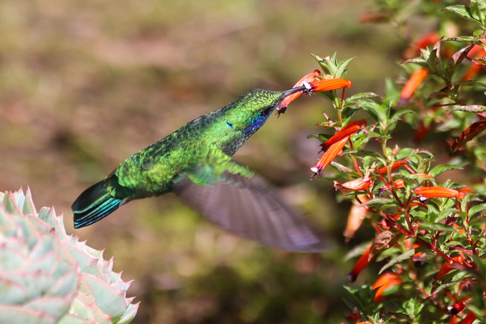 Sparkling Violetear Hummingbird Feeds On Red Flowers in San Gerardo de Dota | Natural Costa Rica