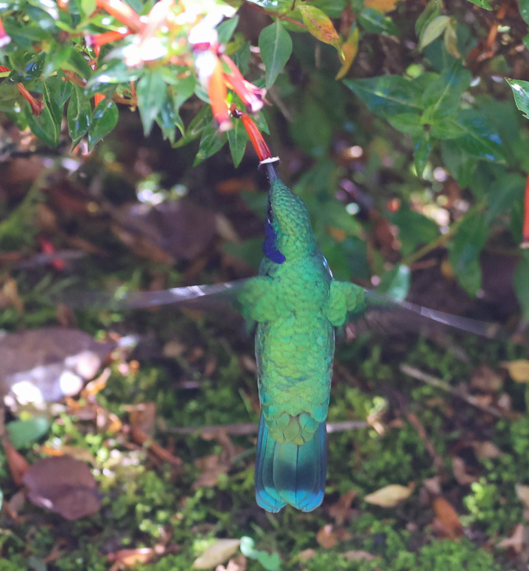 Sparkling Green Violetear Hummingbird Sipping Nectar in San Gerardo de Dota | Natural Costa Rica