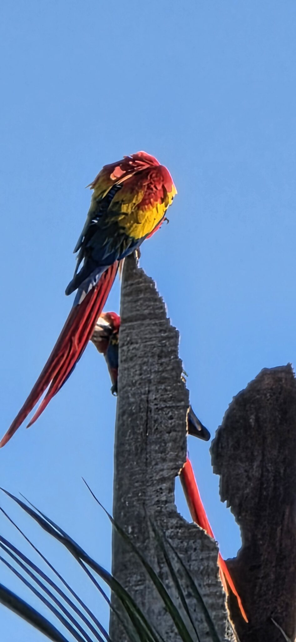 Scarlet Macaw Grooming in Tropical Paradise | Natural Costa Rica