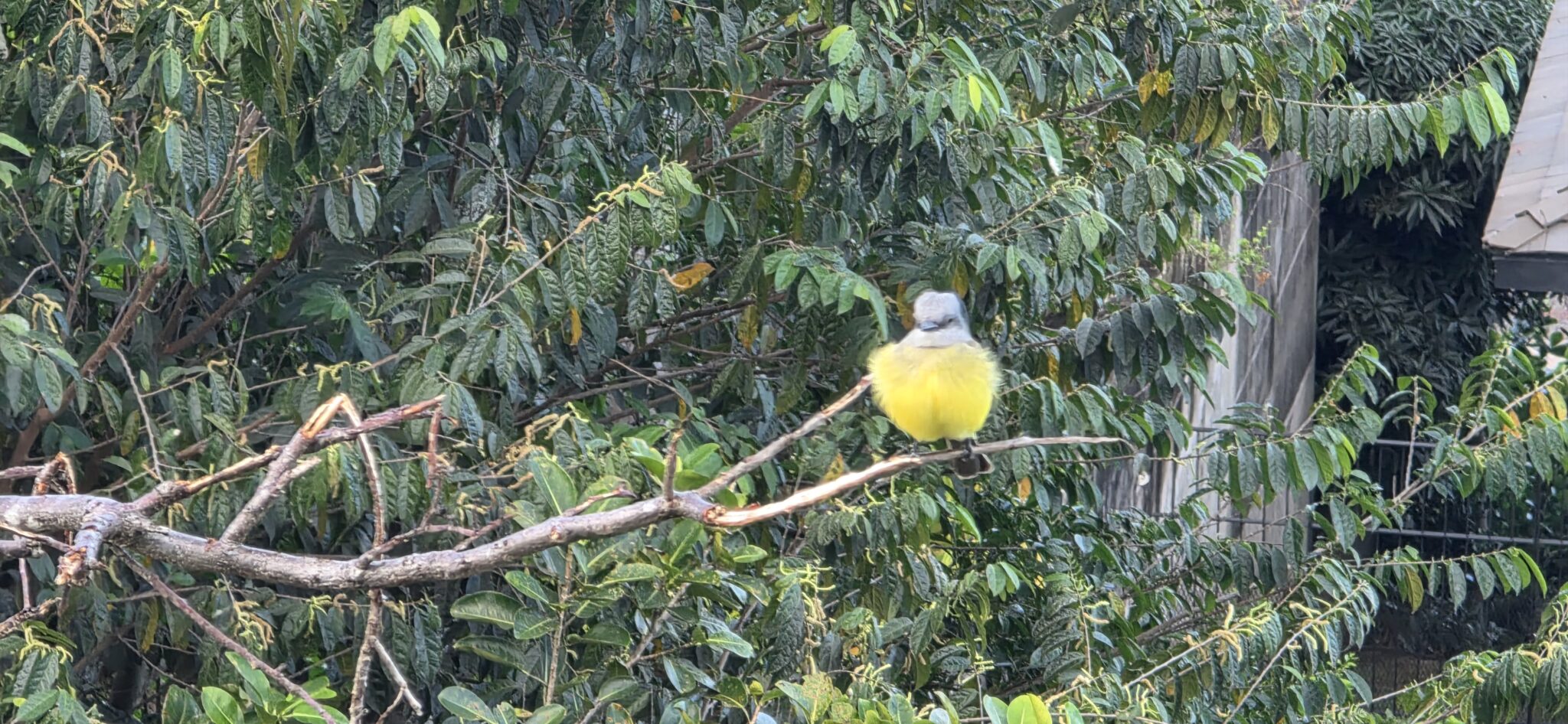 Cute Yellow Bird Perched on a Branch | Natural Costa Rica