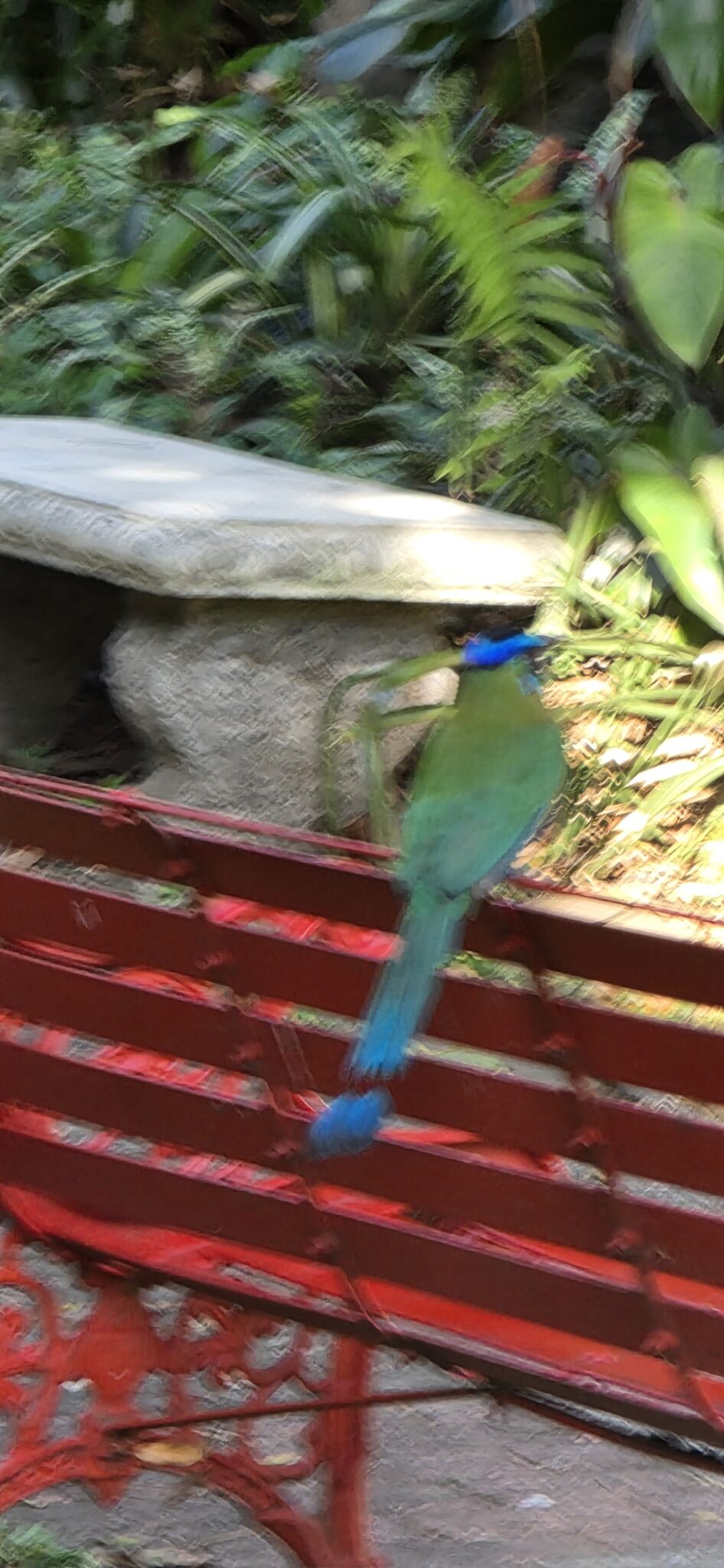 Green and Blue Bird on Red Metal | Natural Costa Rica