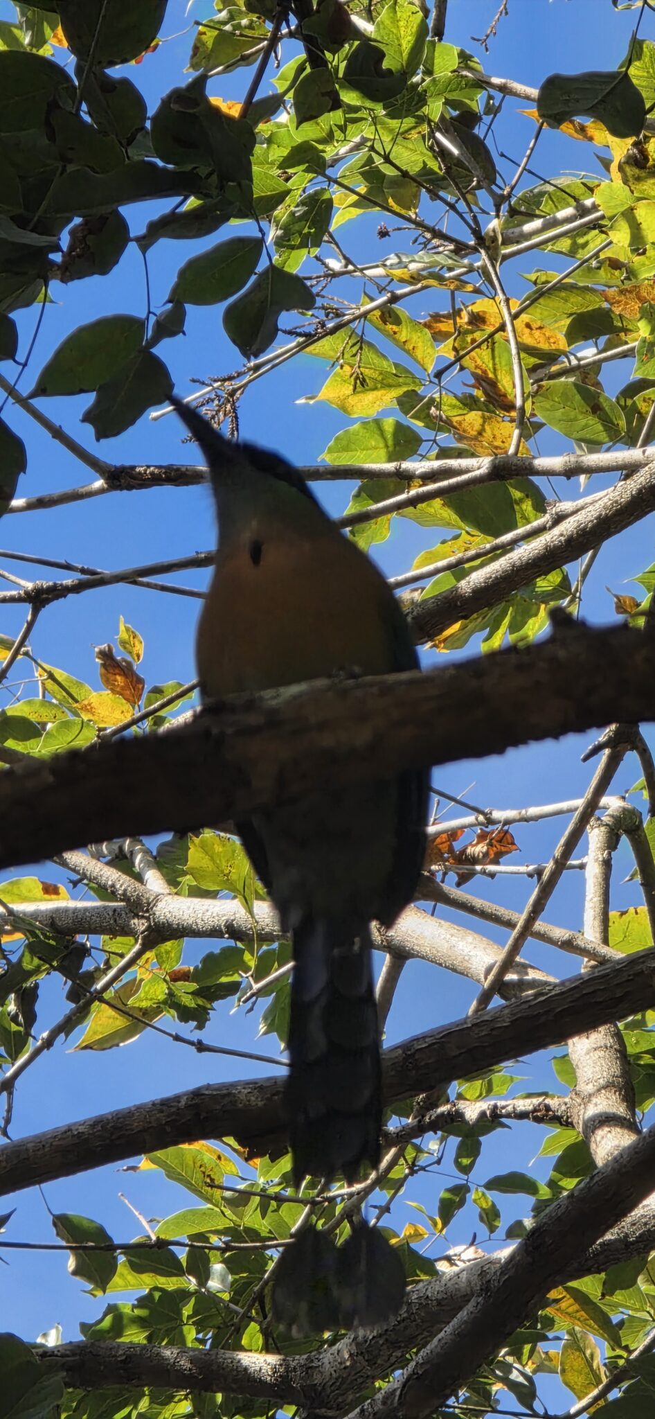 Hidden colorful bird in a lush green tree | Natural Costa Rica