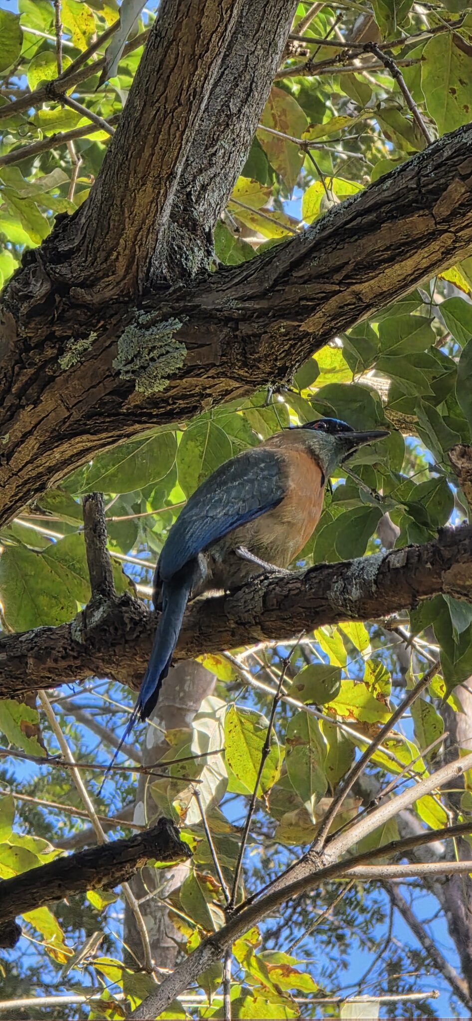 Colorful roller bird perched on a tree branch. | Natural Costa Rica