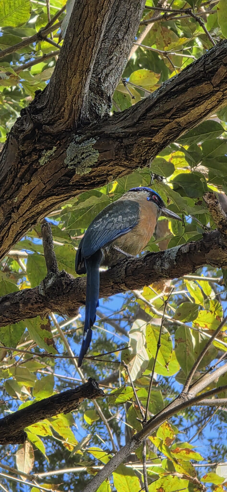 Turquoise-browed motmot perched on a tree branch | Natural Costa Rica