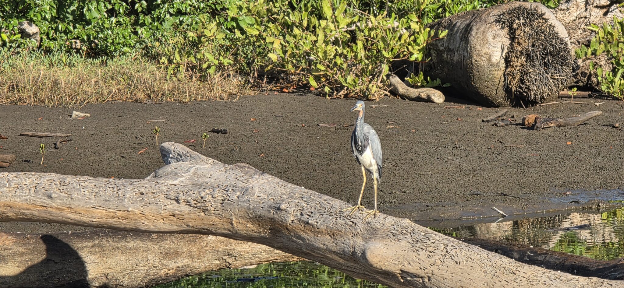 Striated Heron Fishing Upside Down off Log | Natural Costa Rica