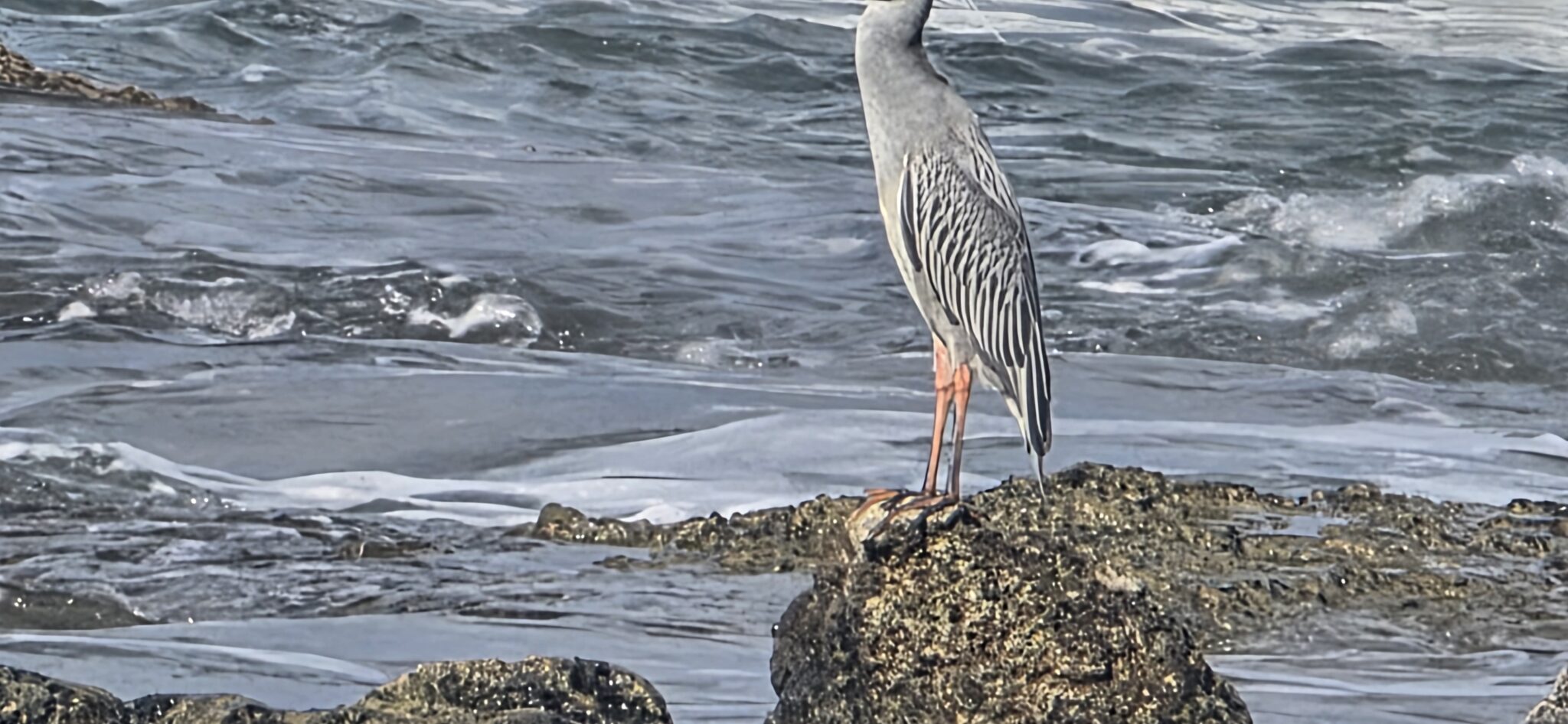 Grey heron stands vigilant on ocean rocks. | Natural Costa Rica