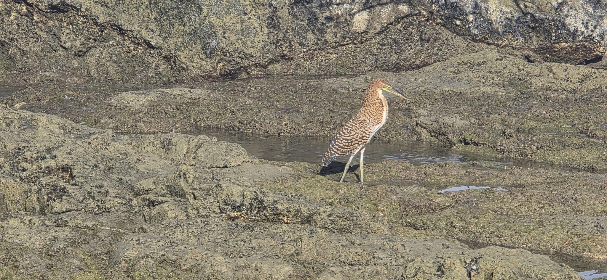 Bare-Throated Tiger Heron Wading by Water on Rocks | Natural Costa Rica