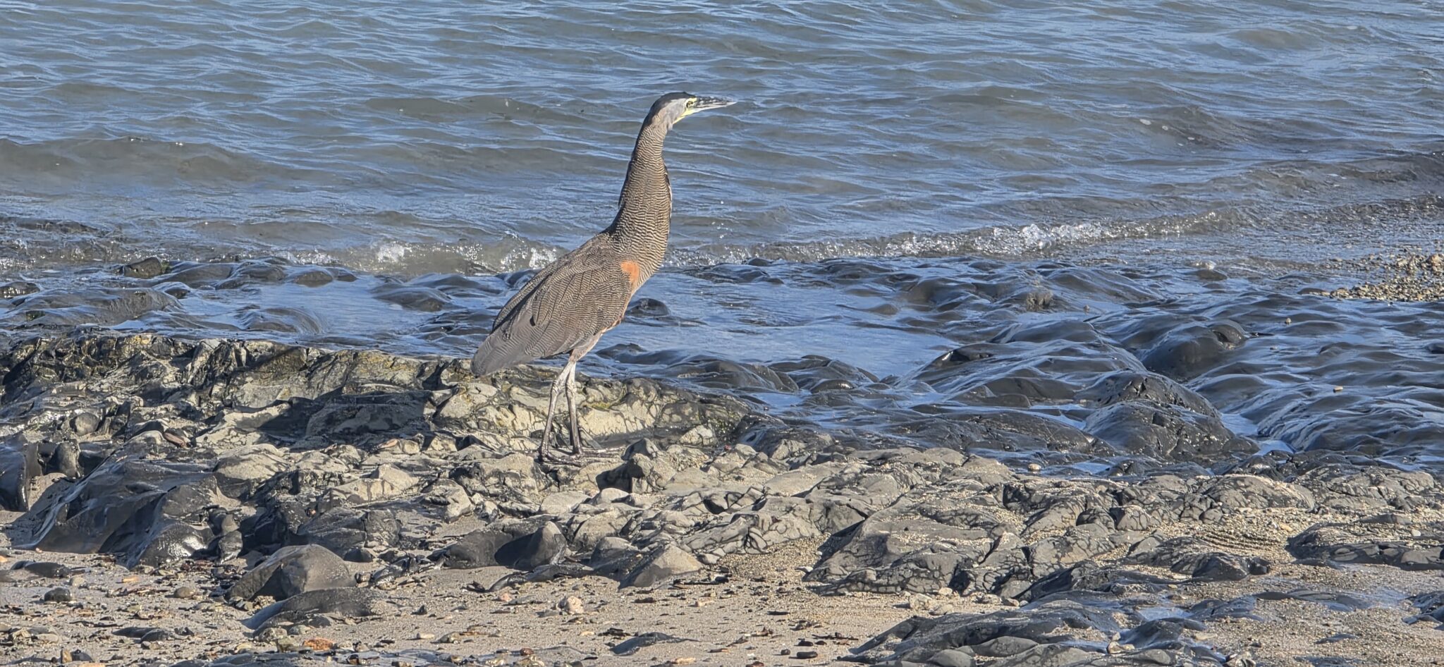 Great Blue Heron on Rocky Coastline | Natural Costa Rica