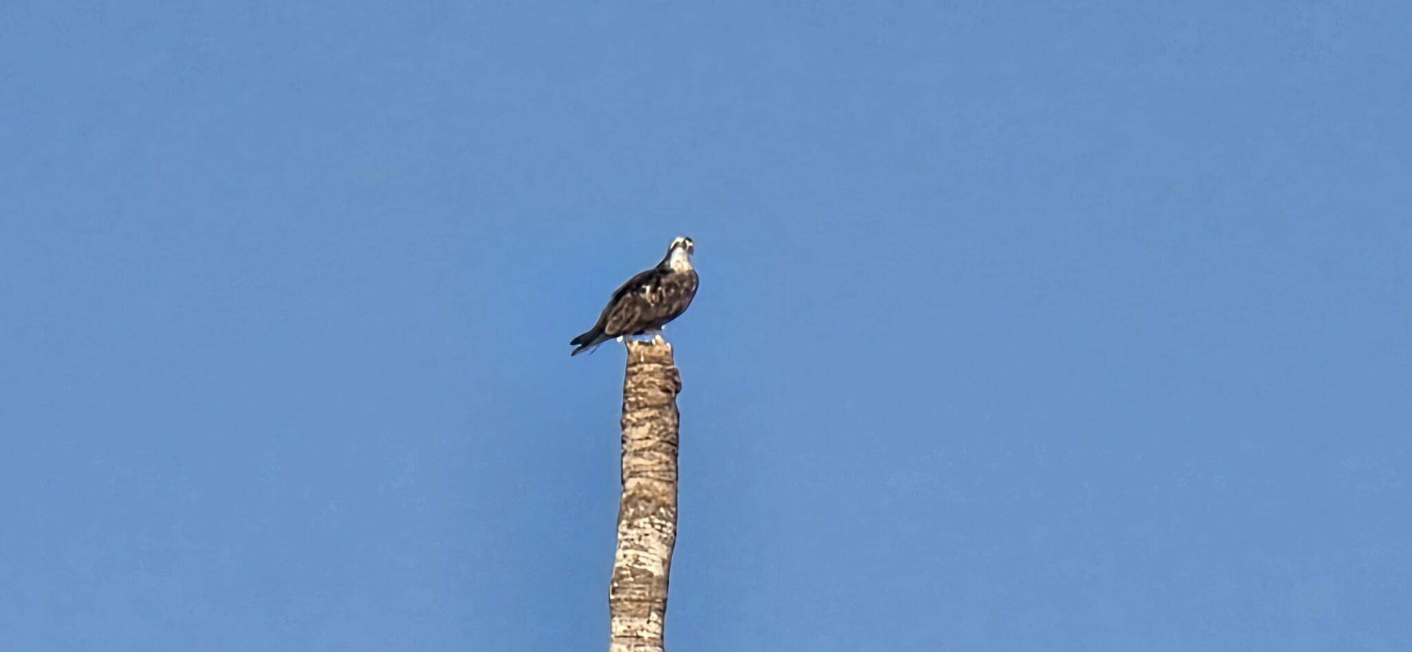 Osprey in Action: Hunting from Palm Tree | Natural Costa Rica