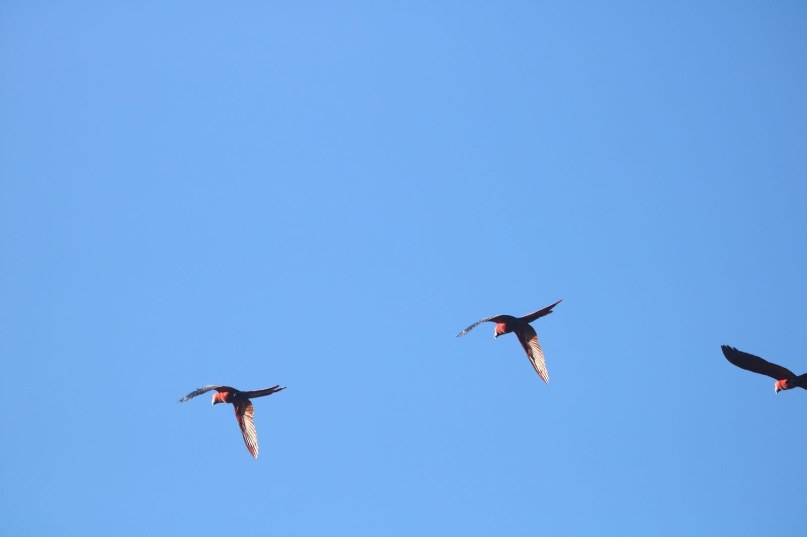Hawks, Eagles & Kites of Costa Rica in Costa Rica
