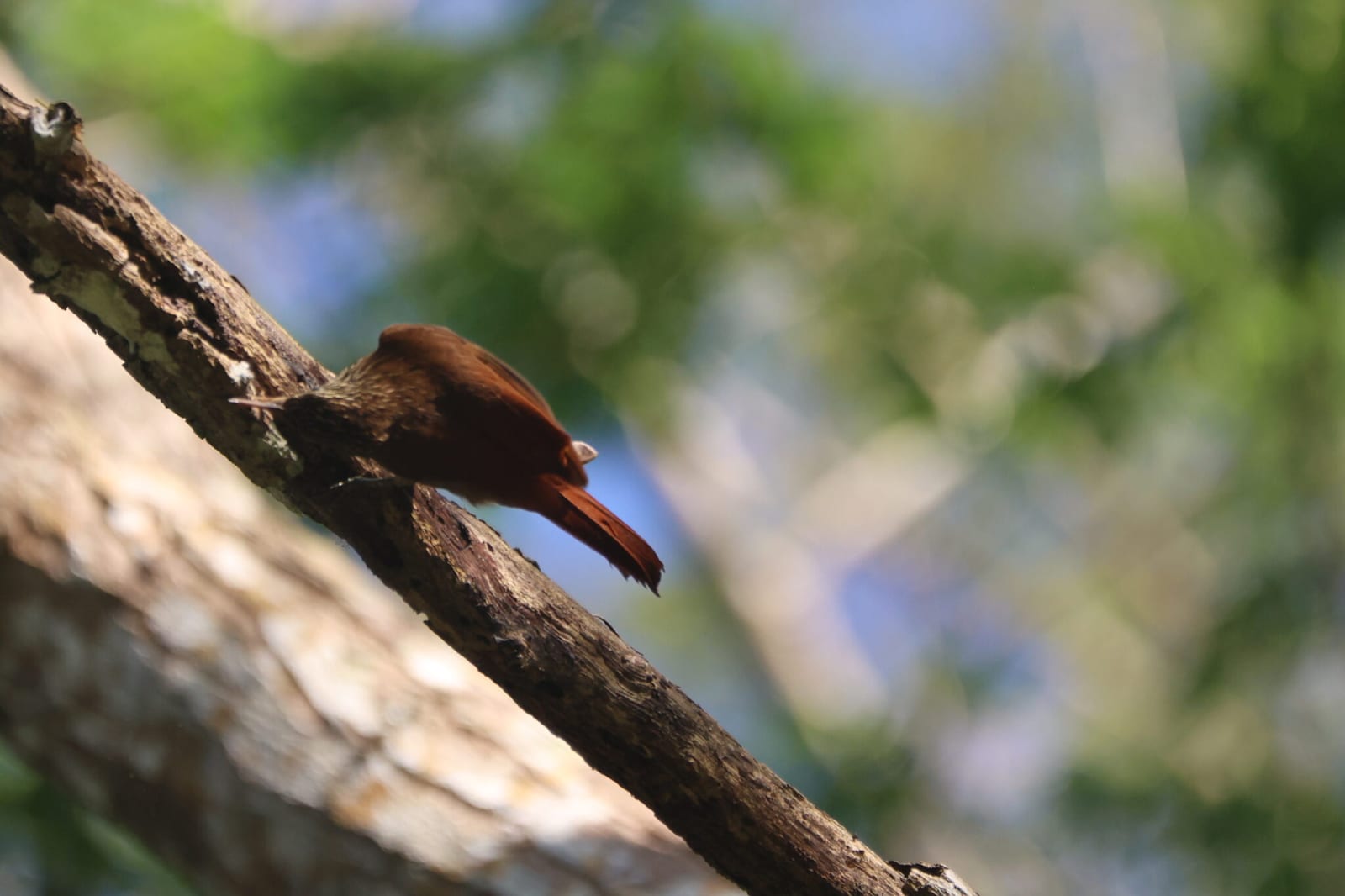 Cardinals of Costa Rica in Costa Rica