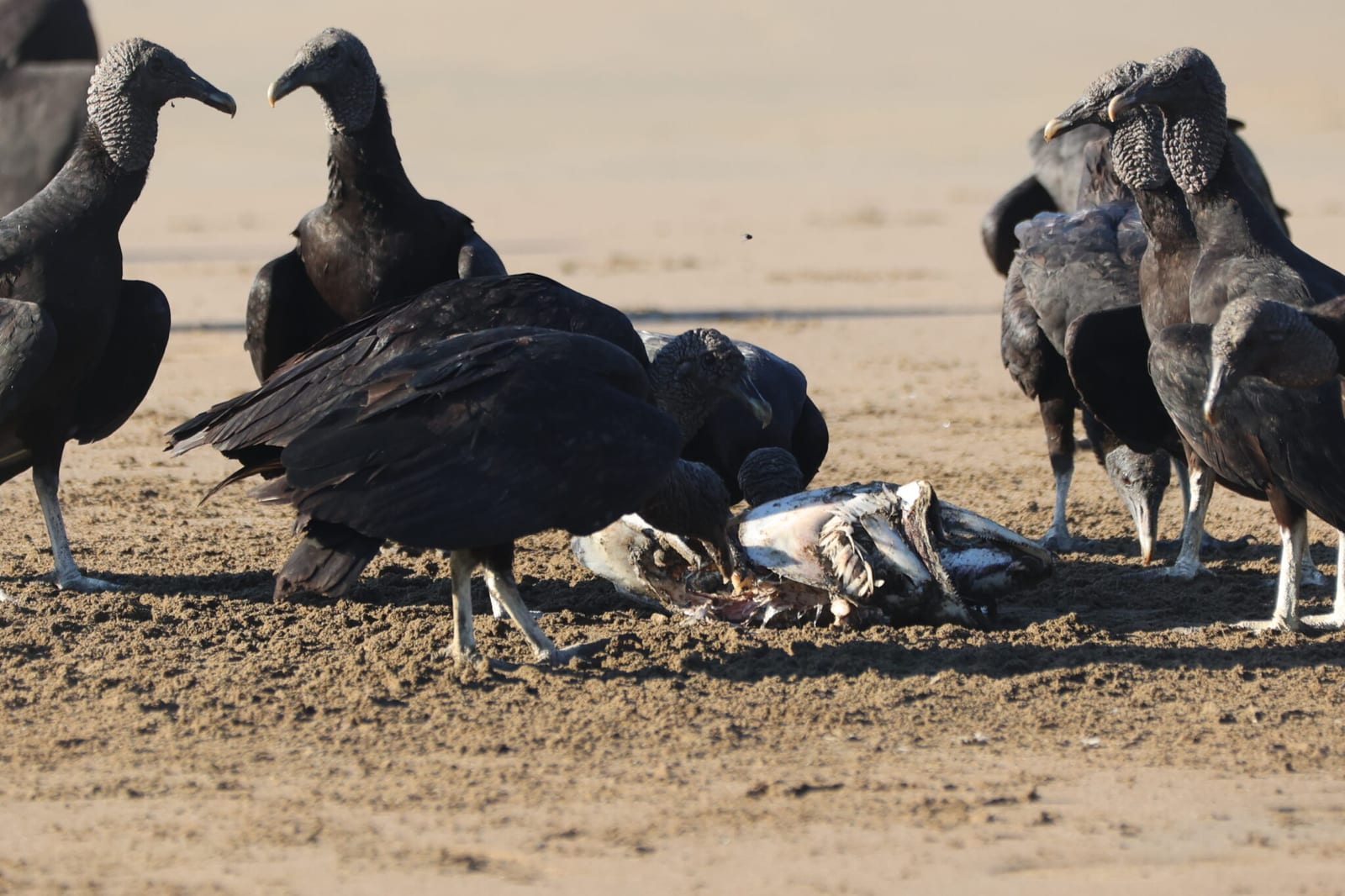 New World Vultures of Costa Rica in Costa Rica