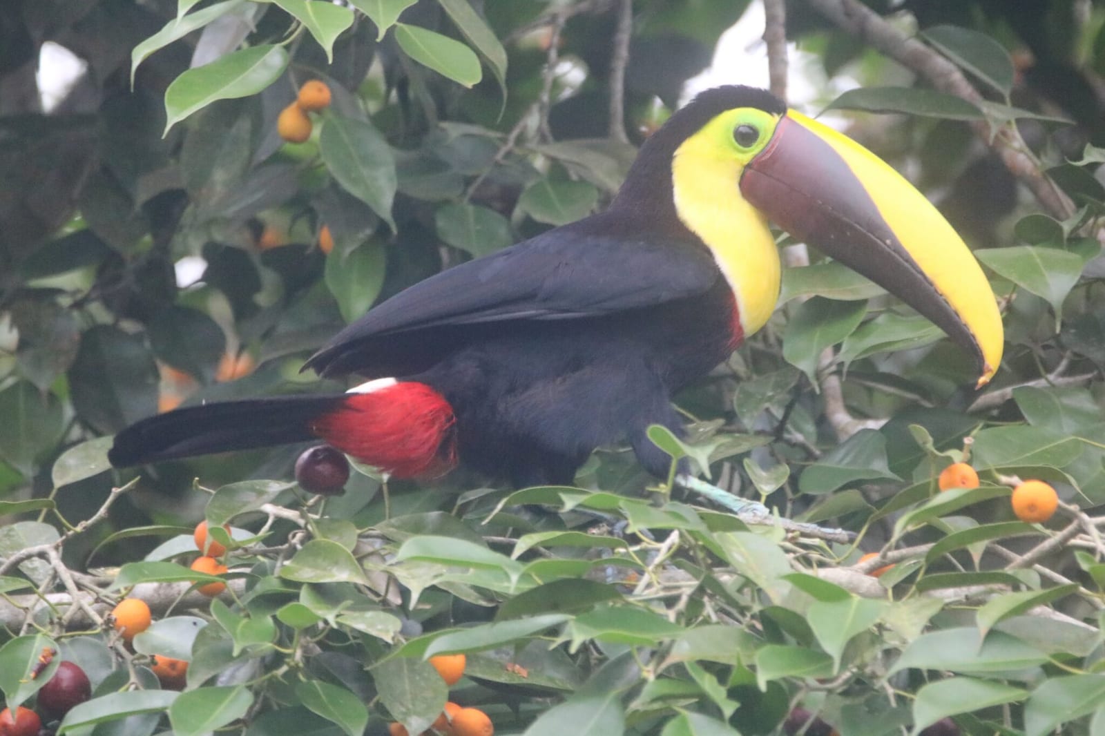Toucans & Aracaris of Costa Rica in Costa Rica