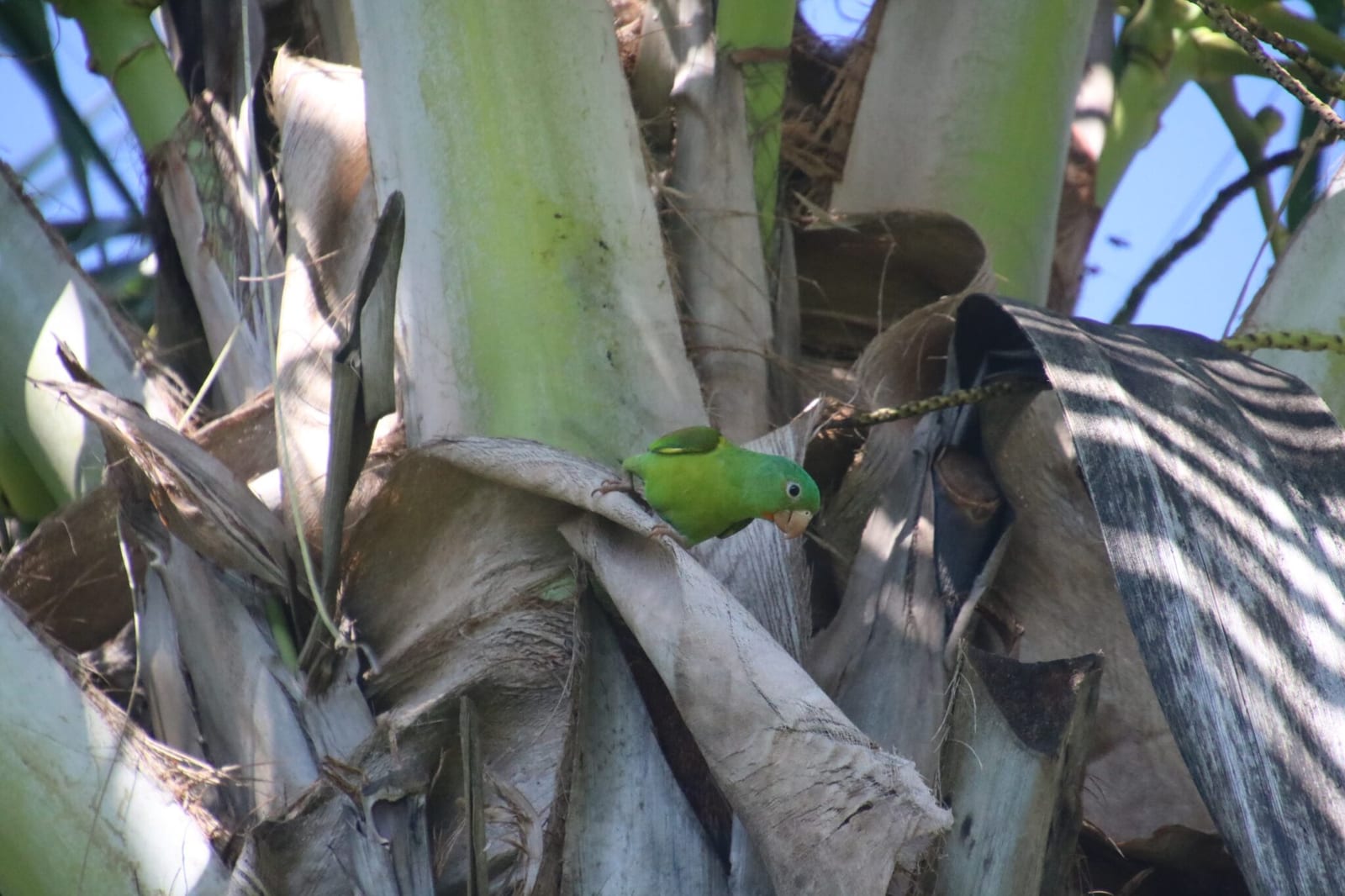 Parrots & Macaws of Costa Rica in Costa Rica