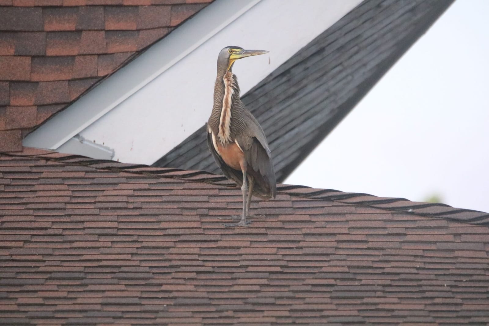 Herons & Egrets of Costa Rica in Costa Rica