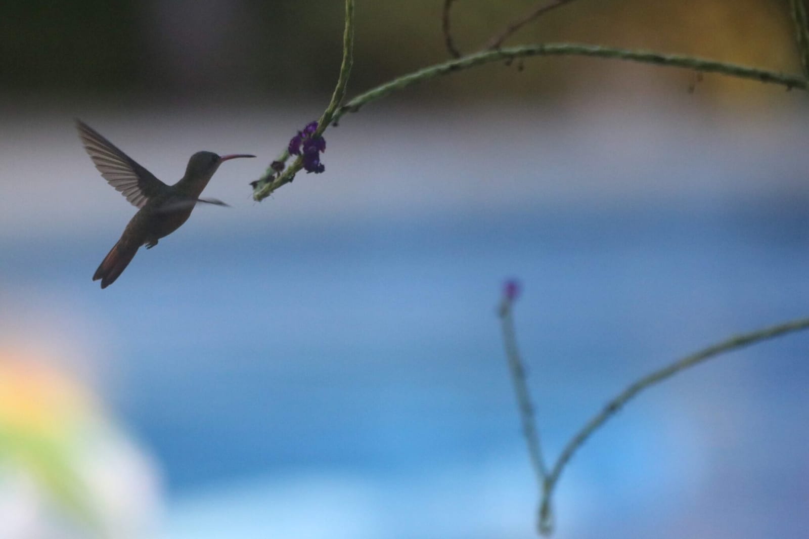 Hummingbirds of Costa Rica in Costa Rica