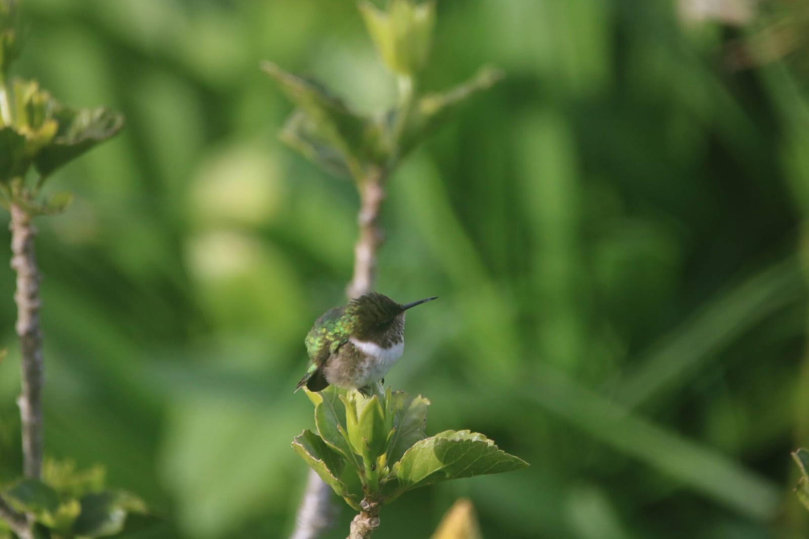Hummingbirds of Costa Rica in Costa Rica