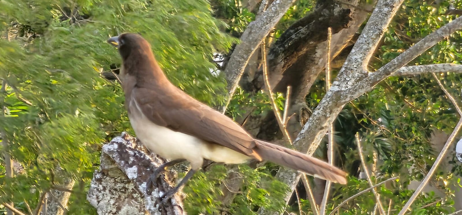 Jays of Costa Rica in Costa Rica