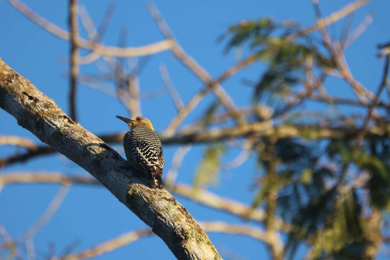 Woodpeckers of Costa Rica | Natural Costa Rica in Costa Rica
