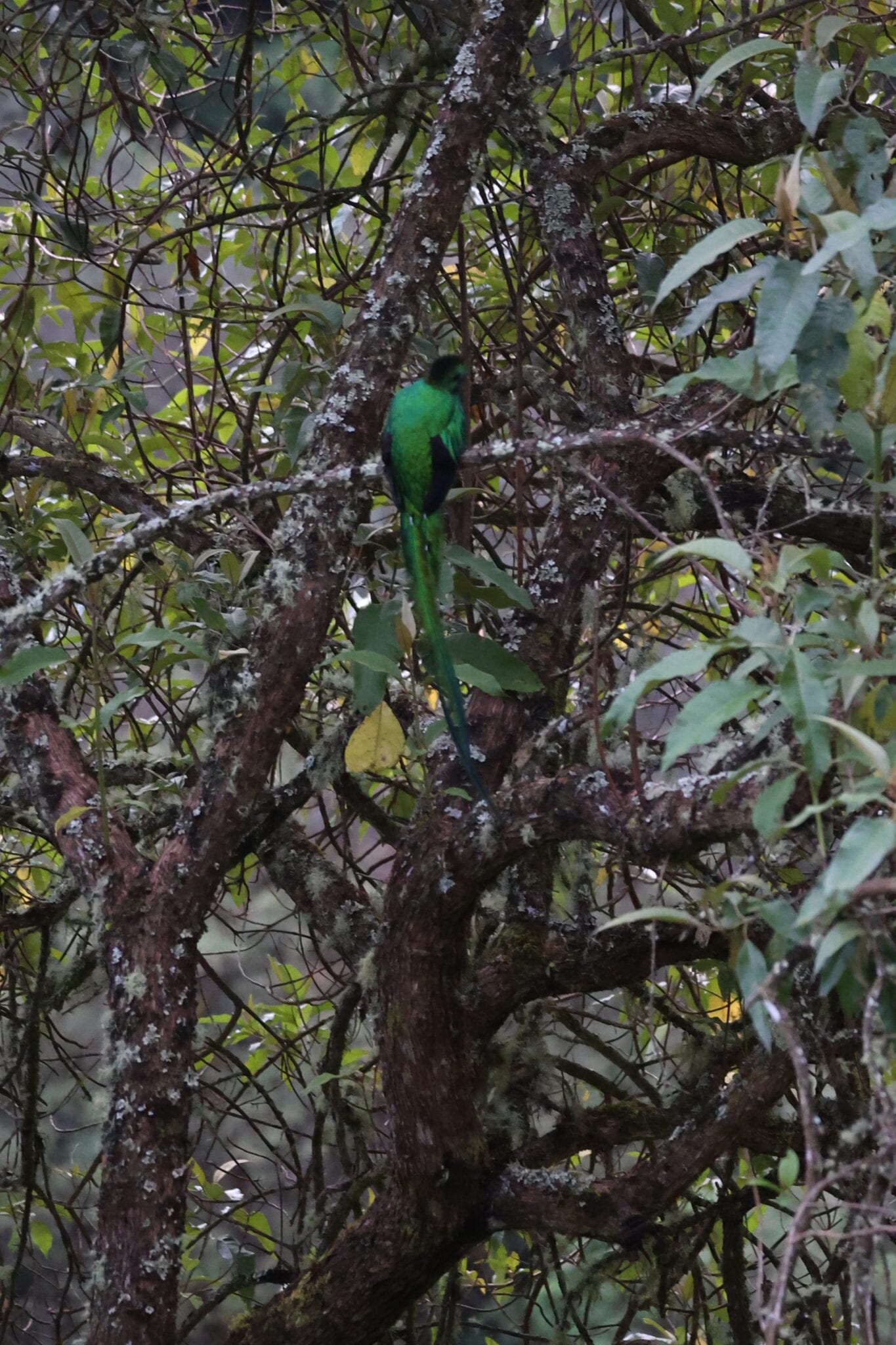 Trogons & Quetzals of Costa Rica | Natural Costa Rica in Costa Rica