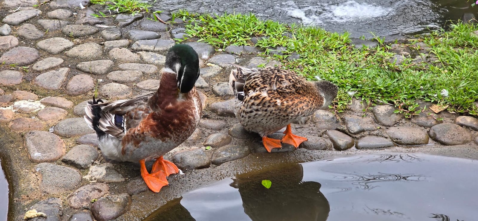Owls of Costa Rica in Costa Rica